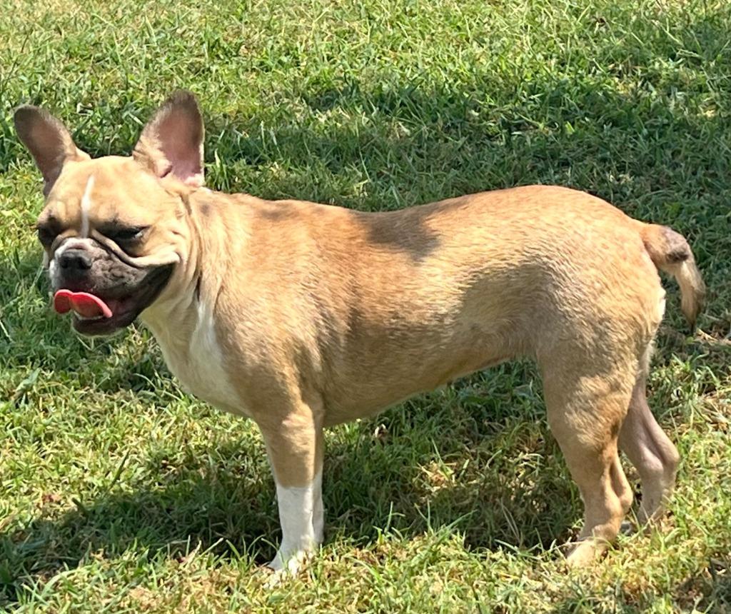 Bonnie, Adopted, Young Female French Bulldog.