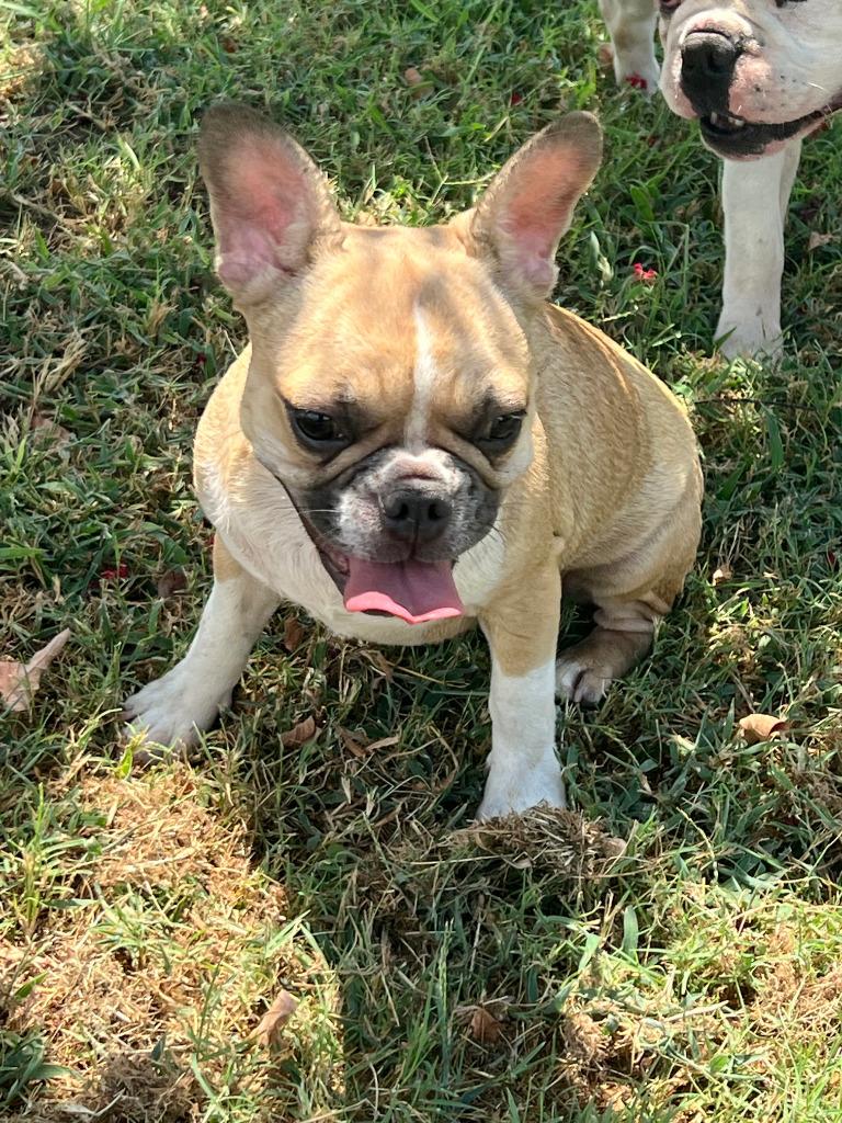 Enlarge Bonnie, a Adopted French Bulldog in Farmersville, TX image 3/6