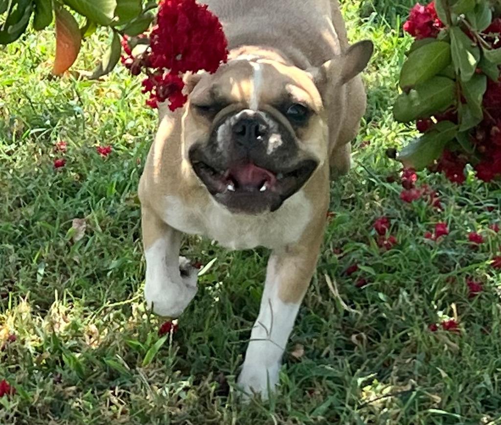 Enlarge Bonnie, a Adopted French Bulldog in Farmersville, TX image 4/6
