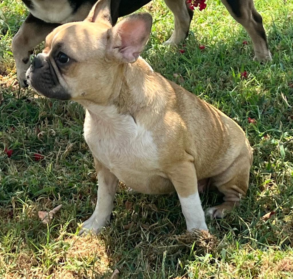 Enlarge Bonnie, a Adopted French Bulldog in Farmersville, TX image 6/6