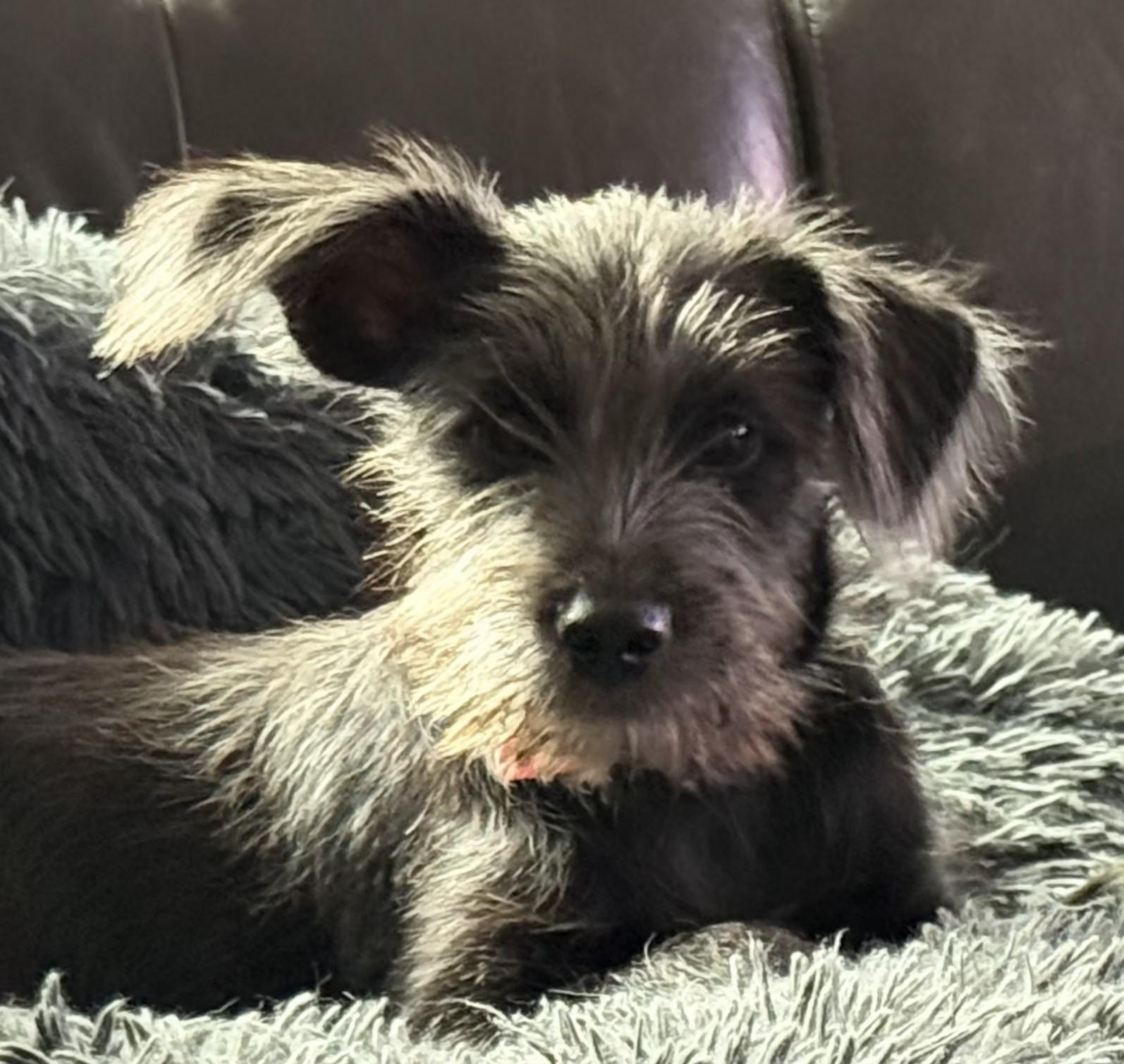 Leah, Adoptable, Puppy Female Miniature Schnauzer & Terrier.