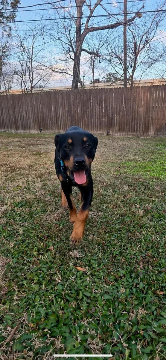 Boone, a ADOPTABLE Rottweiler in Polk, OH image 4/4