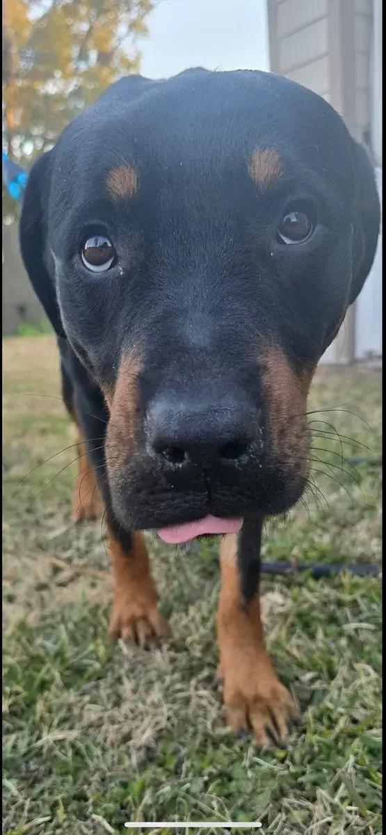 Boone, a ADOPTABLE Rottweiler in Polk, OH image 3/4