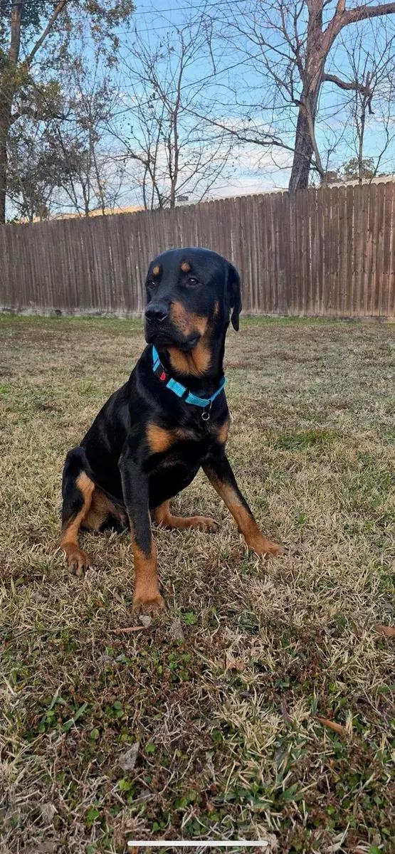 Boone, ADOPTABLE, Young Male Rottweiler.