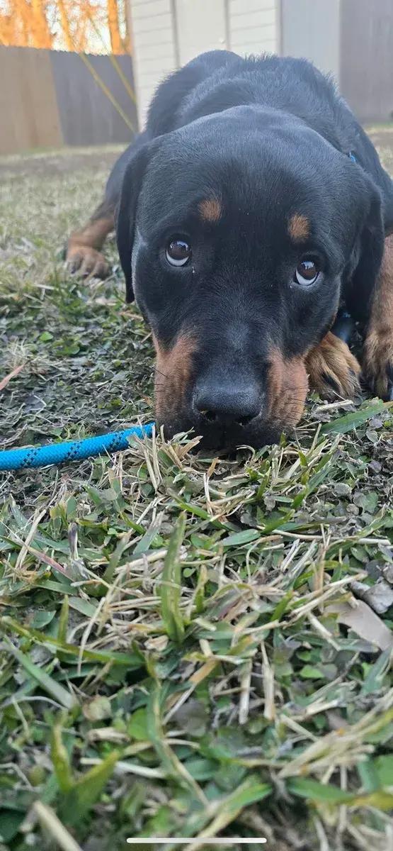 Boone — thumbnail 4