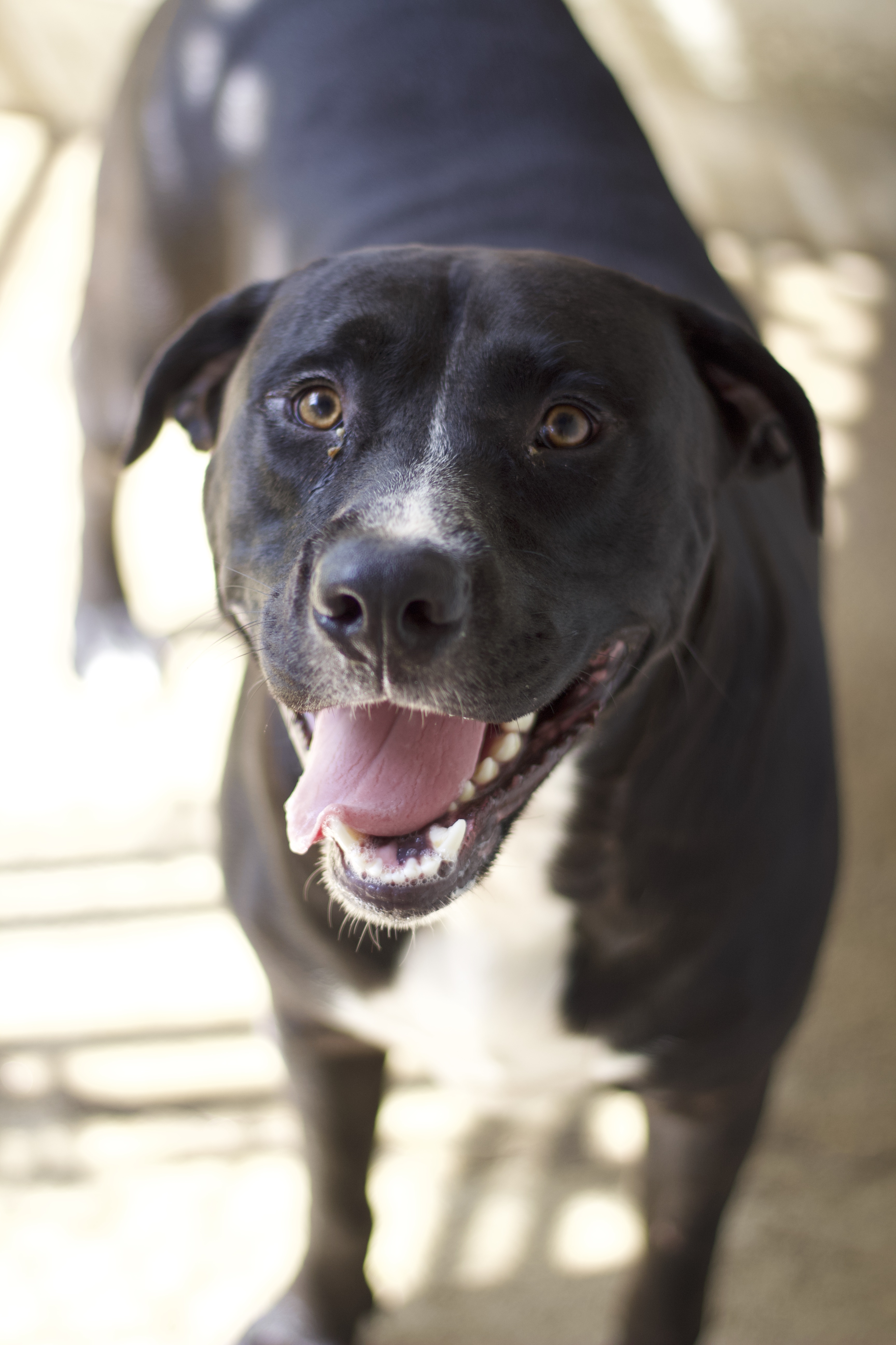 Drake, a Adoptable Labrador Retriever in Ottumwa, IA image 1/2