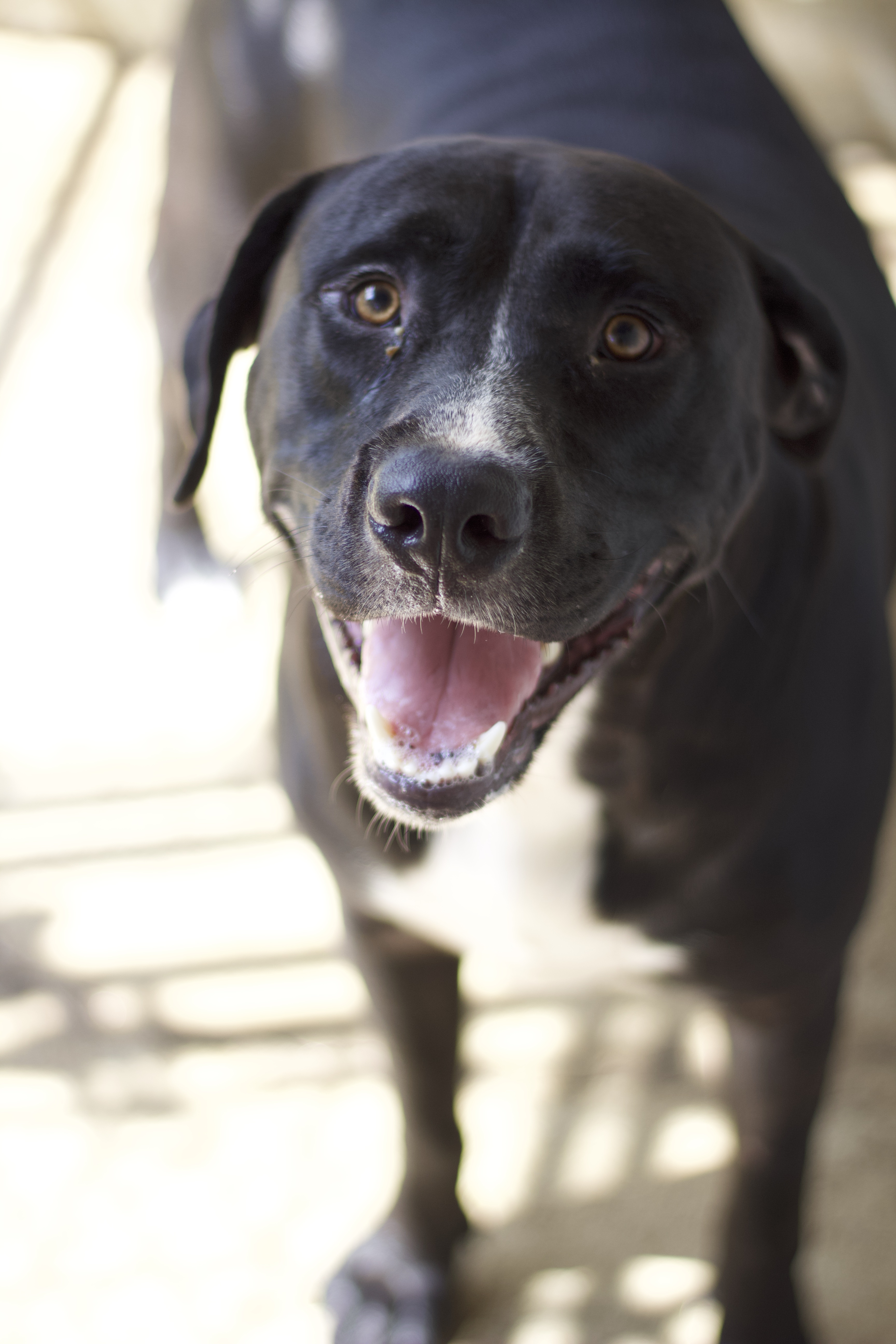 Drake, a Adoptable Labrador Retriever in Ottumwa, IA image 2/2