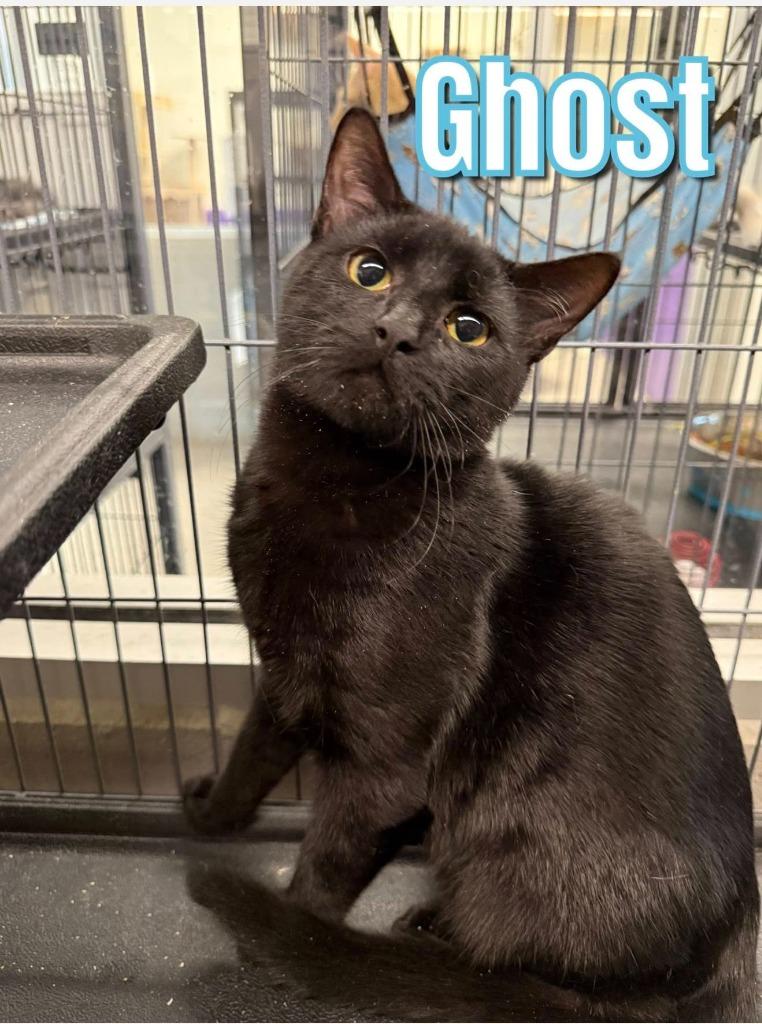 Enlarge Ghost, a Adoptable mixed breed in Bossier City, LA image 1/2