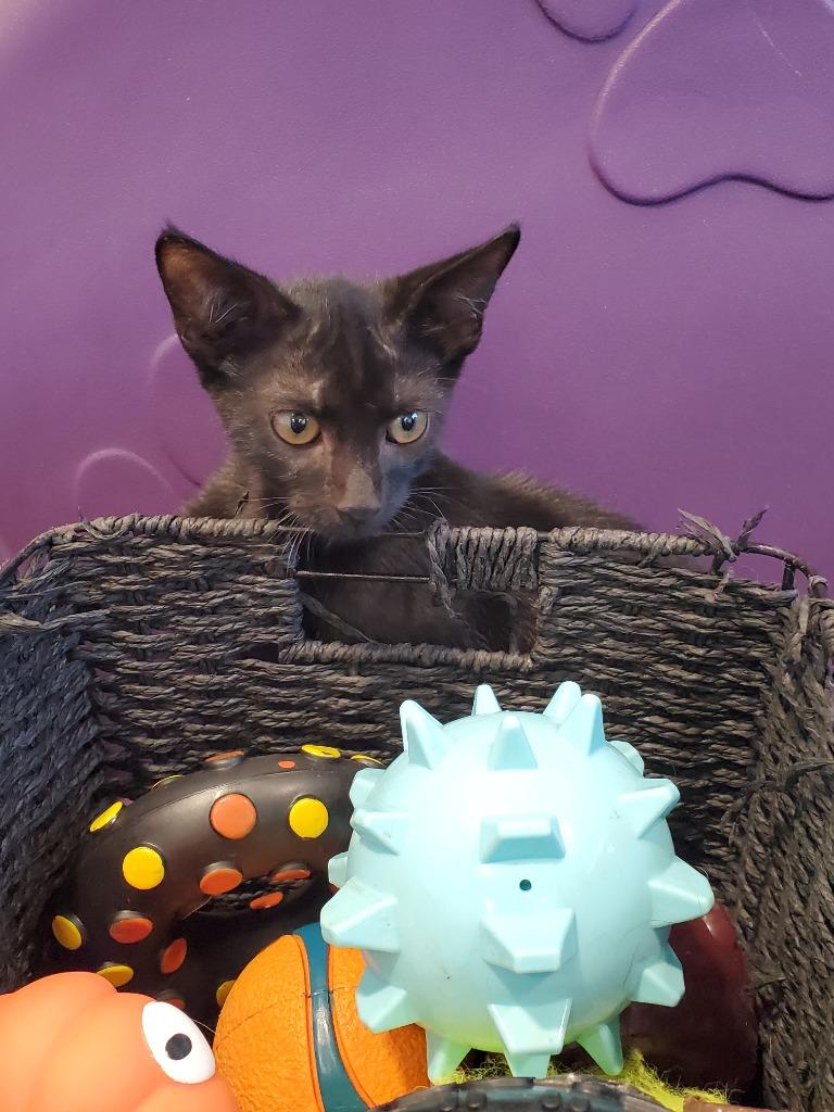 Enlarge Ghost, a Adoptable mixed breed in Bossier City, LA image 2/2