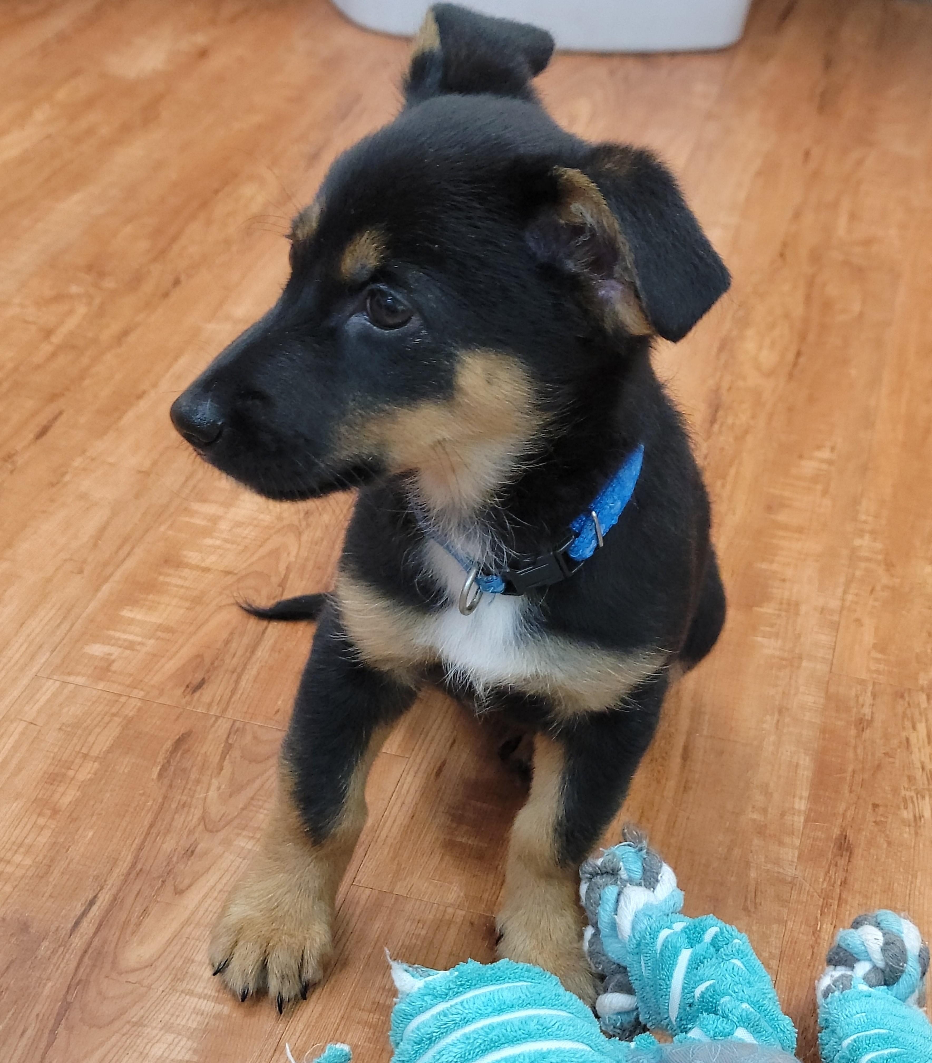 Enlarge Penny, a Adopted Mixed Breed in Deer Park, TX image 1/2