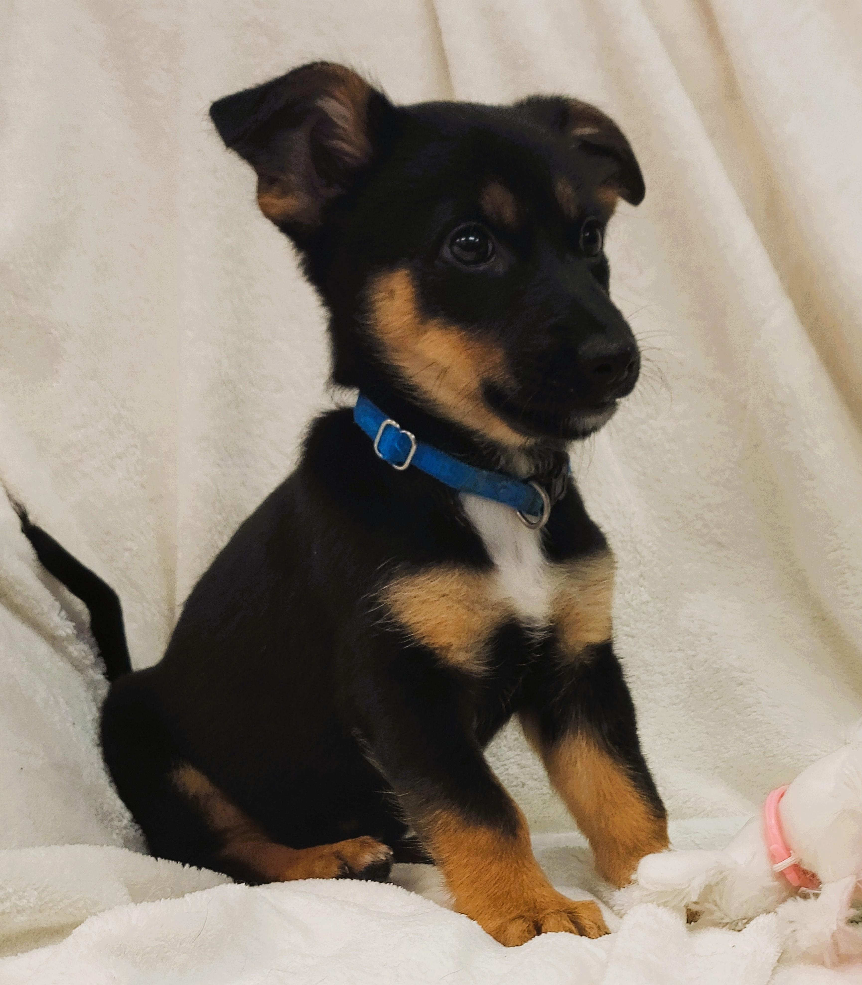 Enlarge Penny, a Adopted Mixed Breed in Deer Park, TX image 2/2