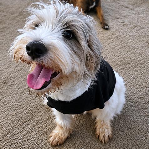 Crema (foster) photo