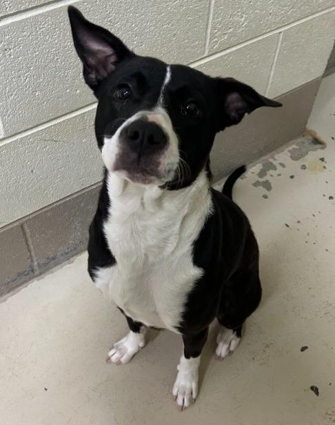 Cuddles, a Adoptable mixed breed in Johnson City, TN image 1/5