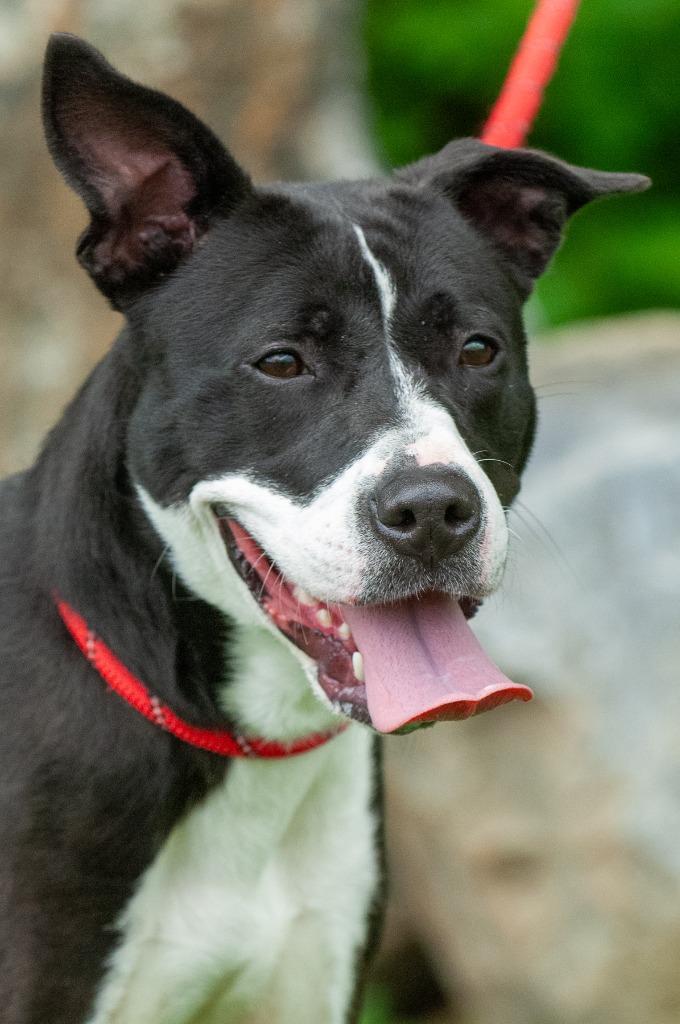 Cuddles, a Adoptable mixed breed in Johnson City, TN image 2/5