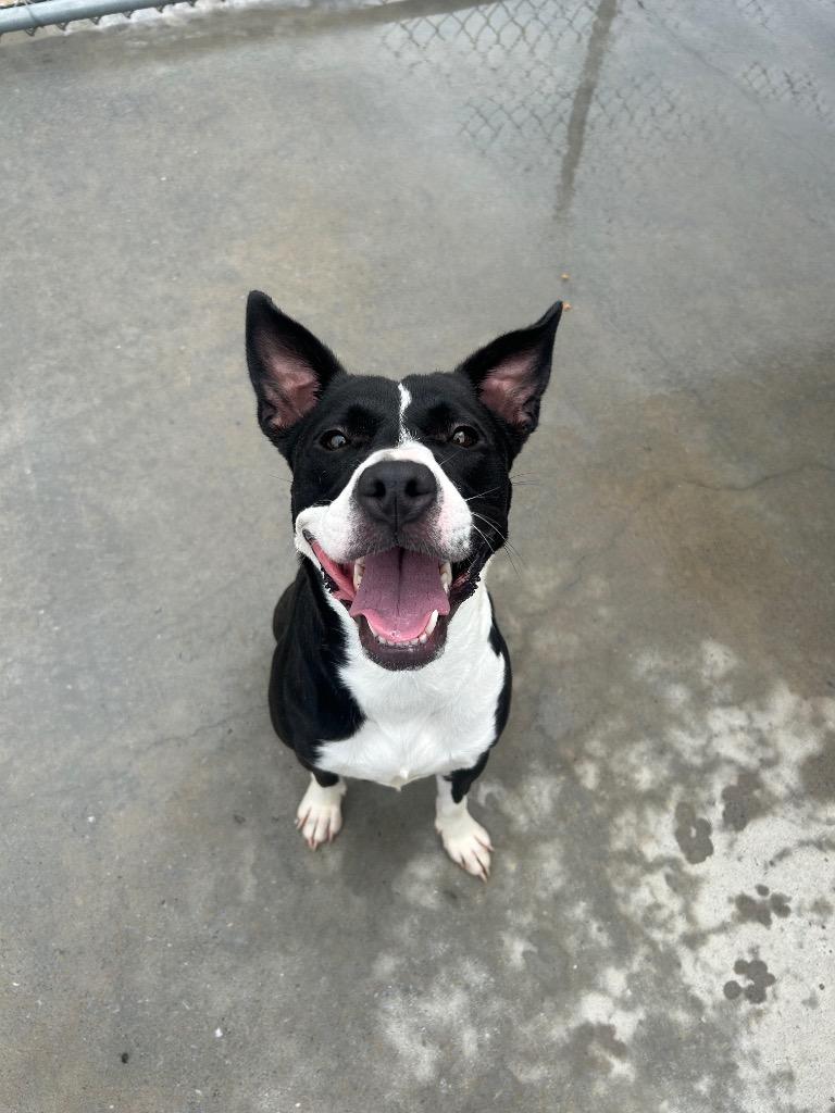 Cuddles, a Adoptable mixed breed in Johnson City, TN image 3/5