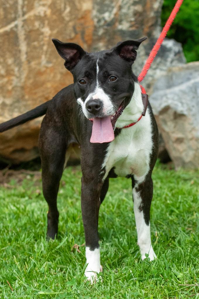 Cuddles, a Adoptable mixed breed in Johnson City, TN image 4/5
