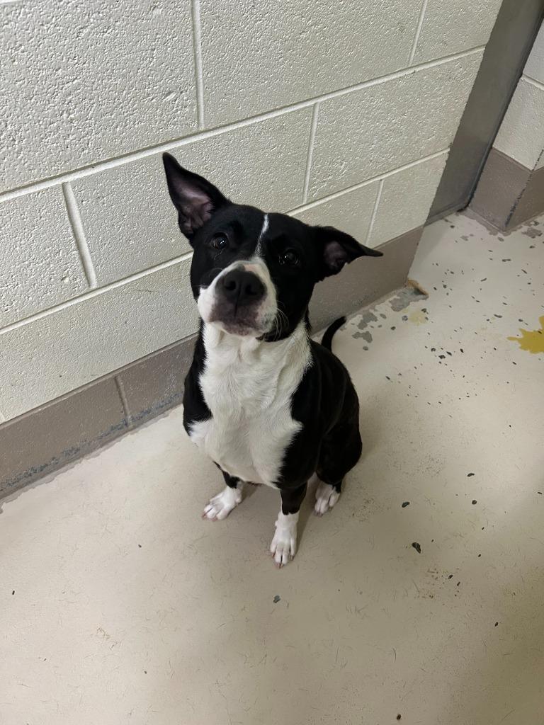 Cuddles, a Adoptable mixed breed in Johnson City, TN image 5/5