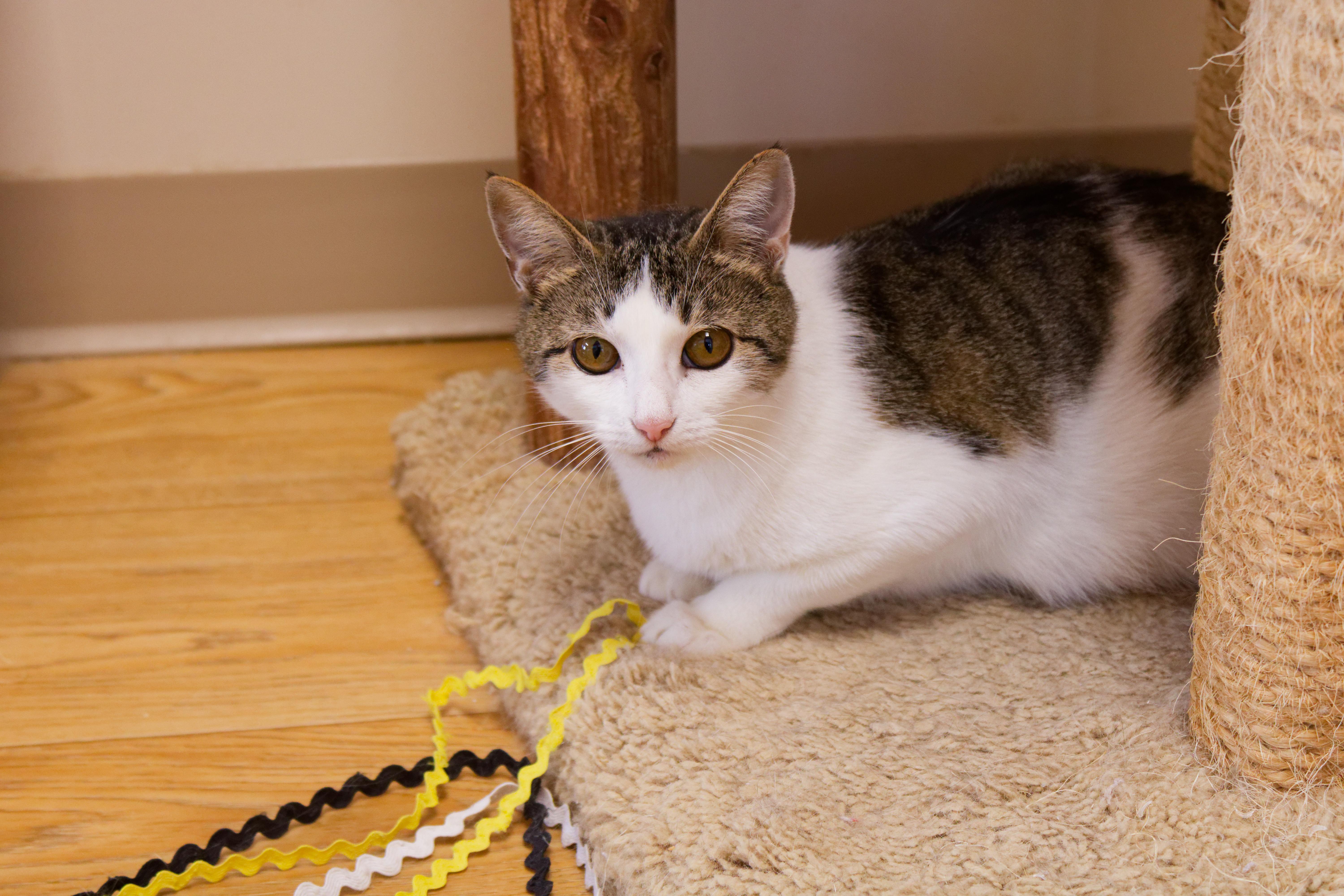 Enlarge Layla, an adopted Domestic Short Hair in Urbana, OH image 1/6