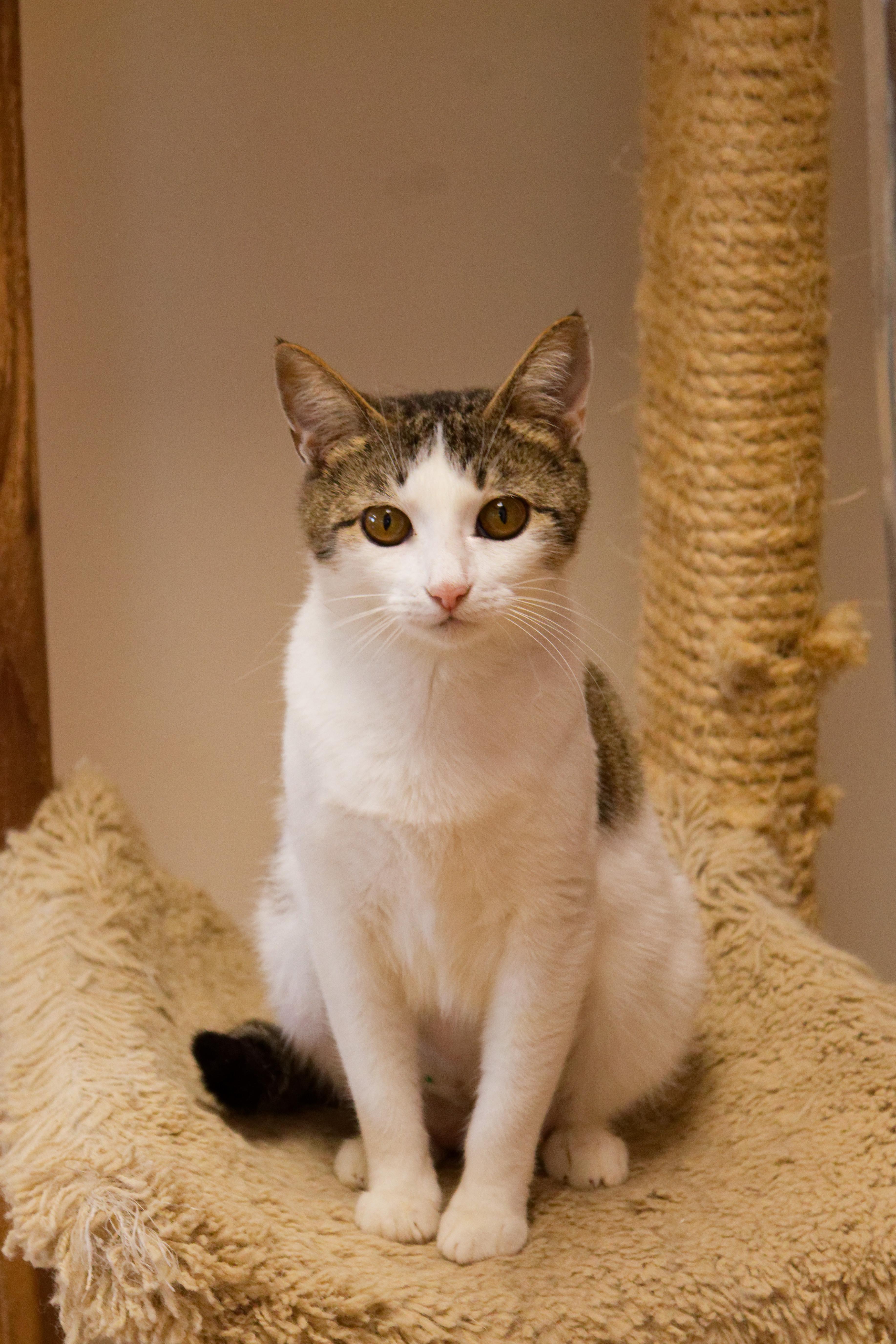 Enlarge Layla, an adopted Domestic Short Hair in Urbana, OH image 2/6