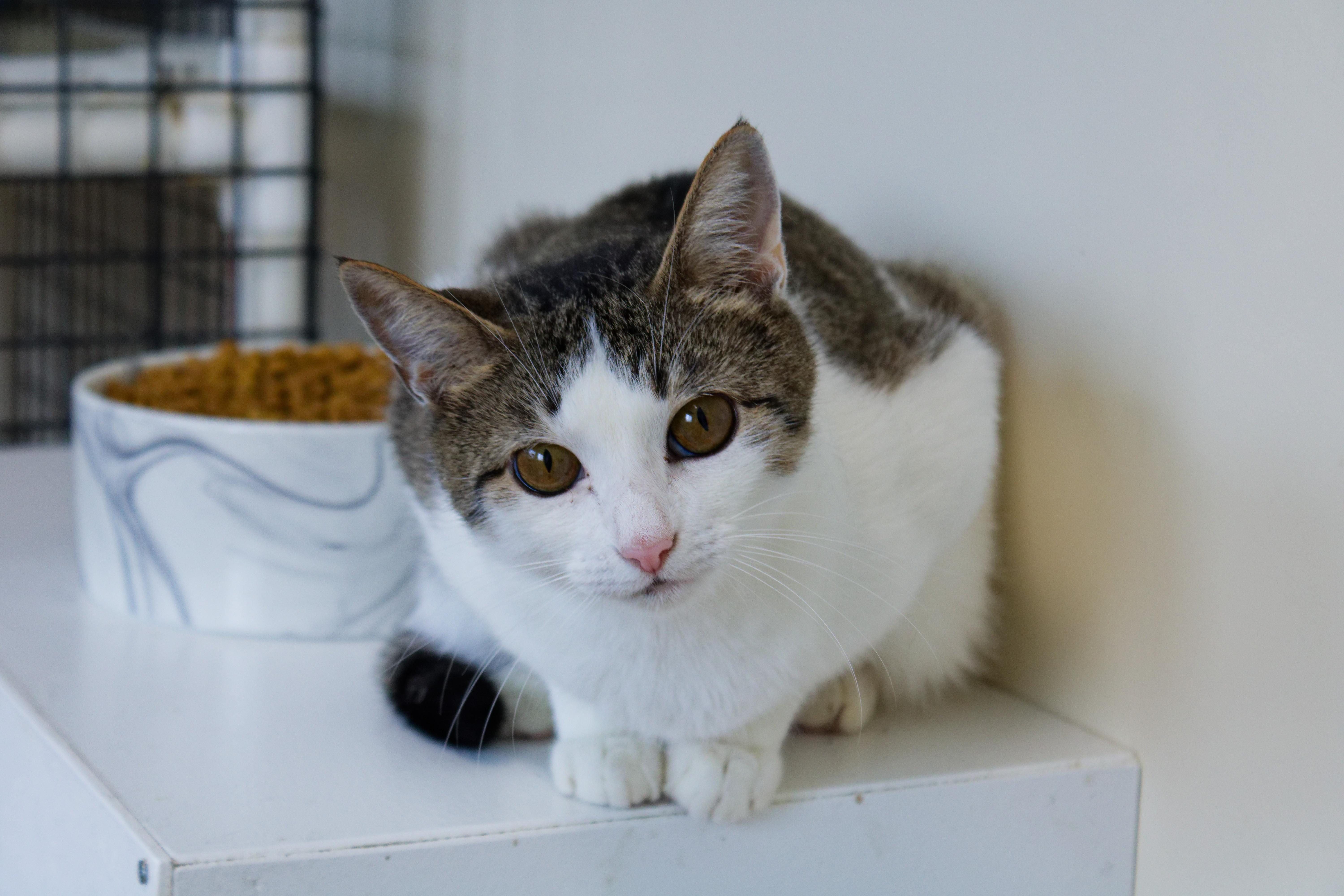 Enlarge Layla, an adopted Domestic Short Hair in Urbana, OH image 3/6
