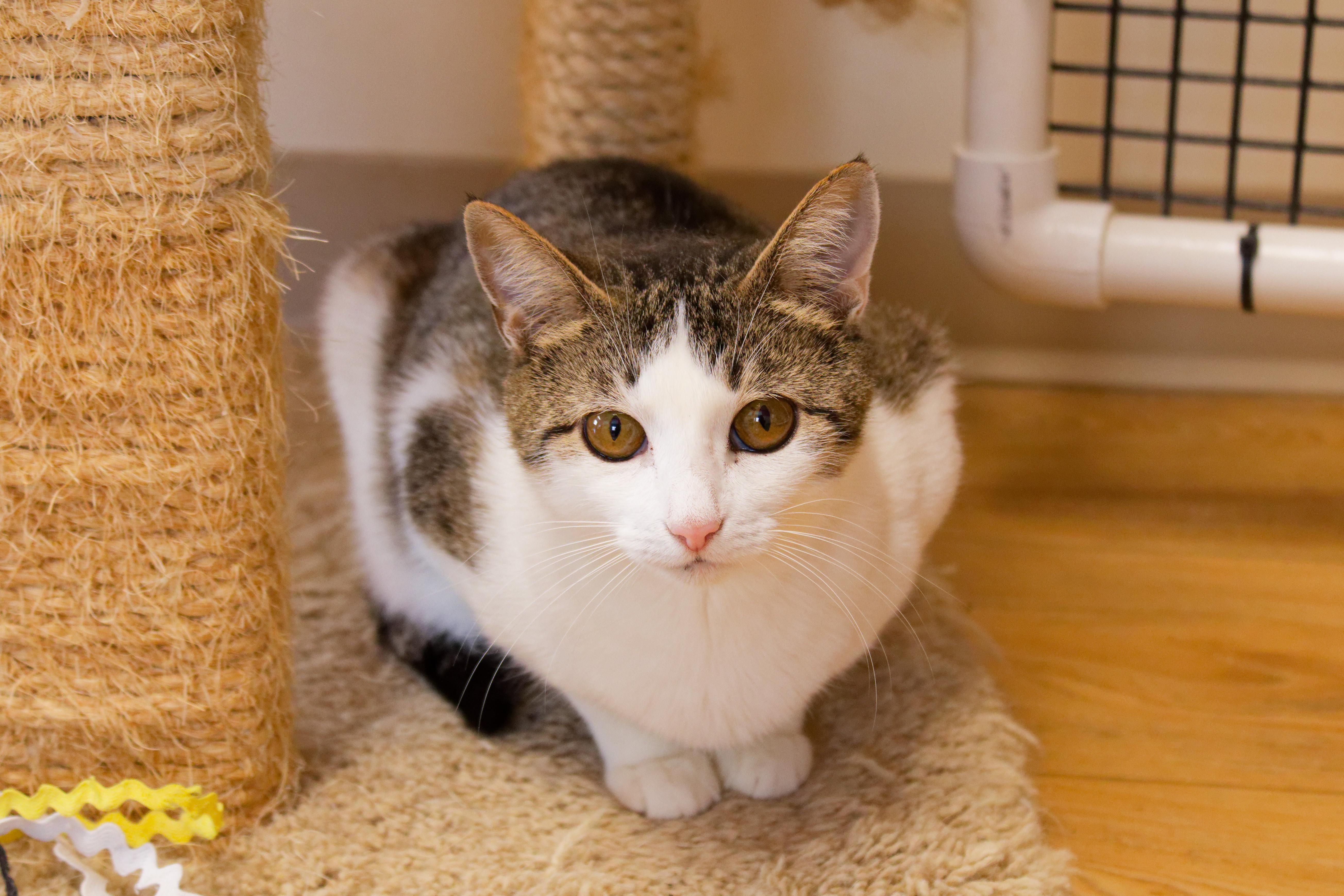 Enlarge Layla, an adopted Domestic Short Hair in Urbana, OH image 4/6