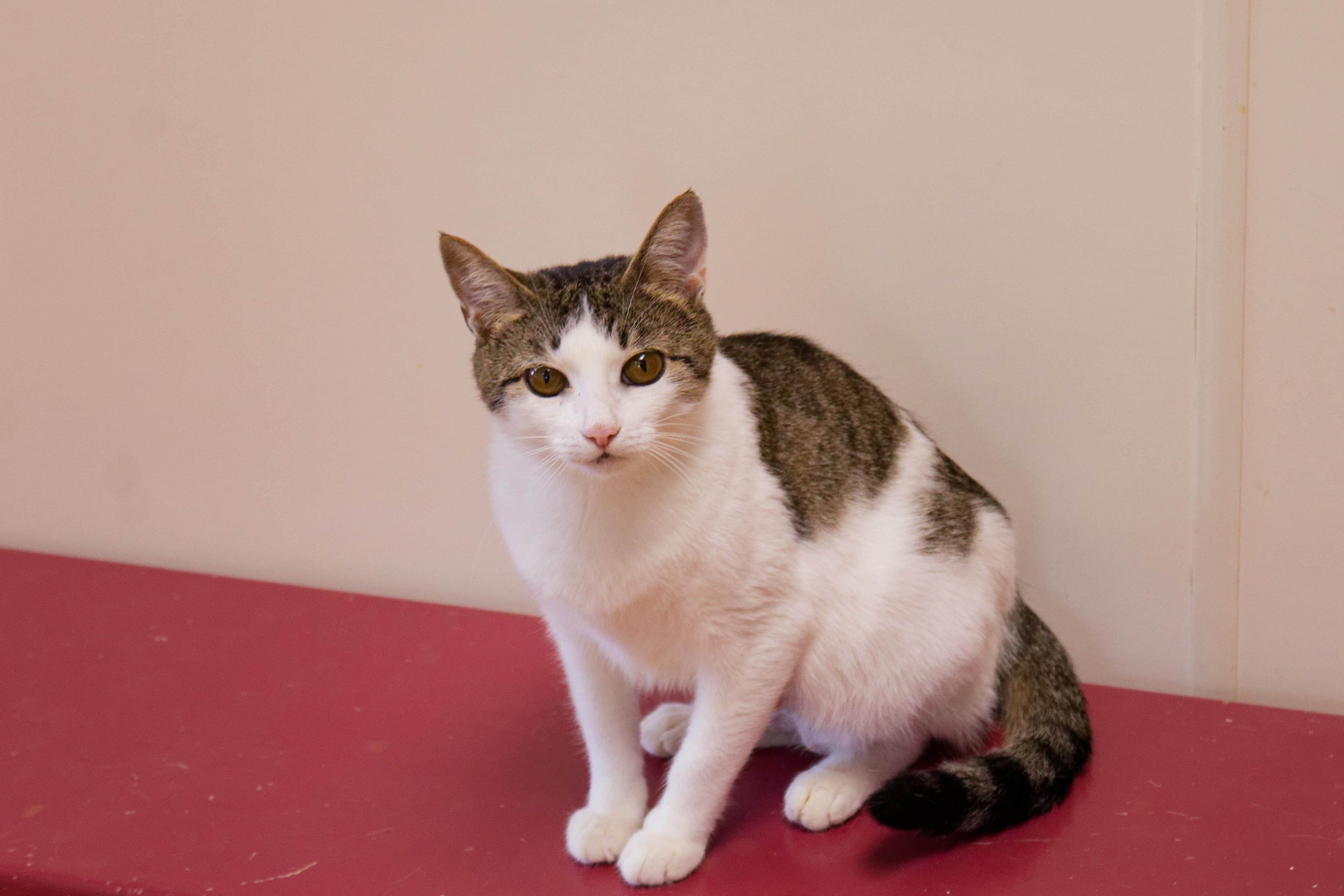 Enlarge Layla, an adopted Domestic Short Hair in Urbana, OH image 5/6