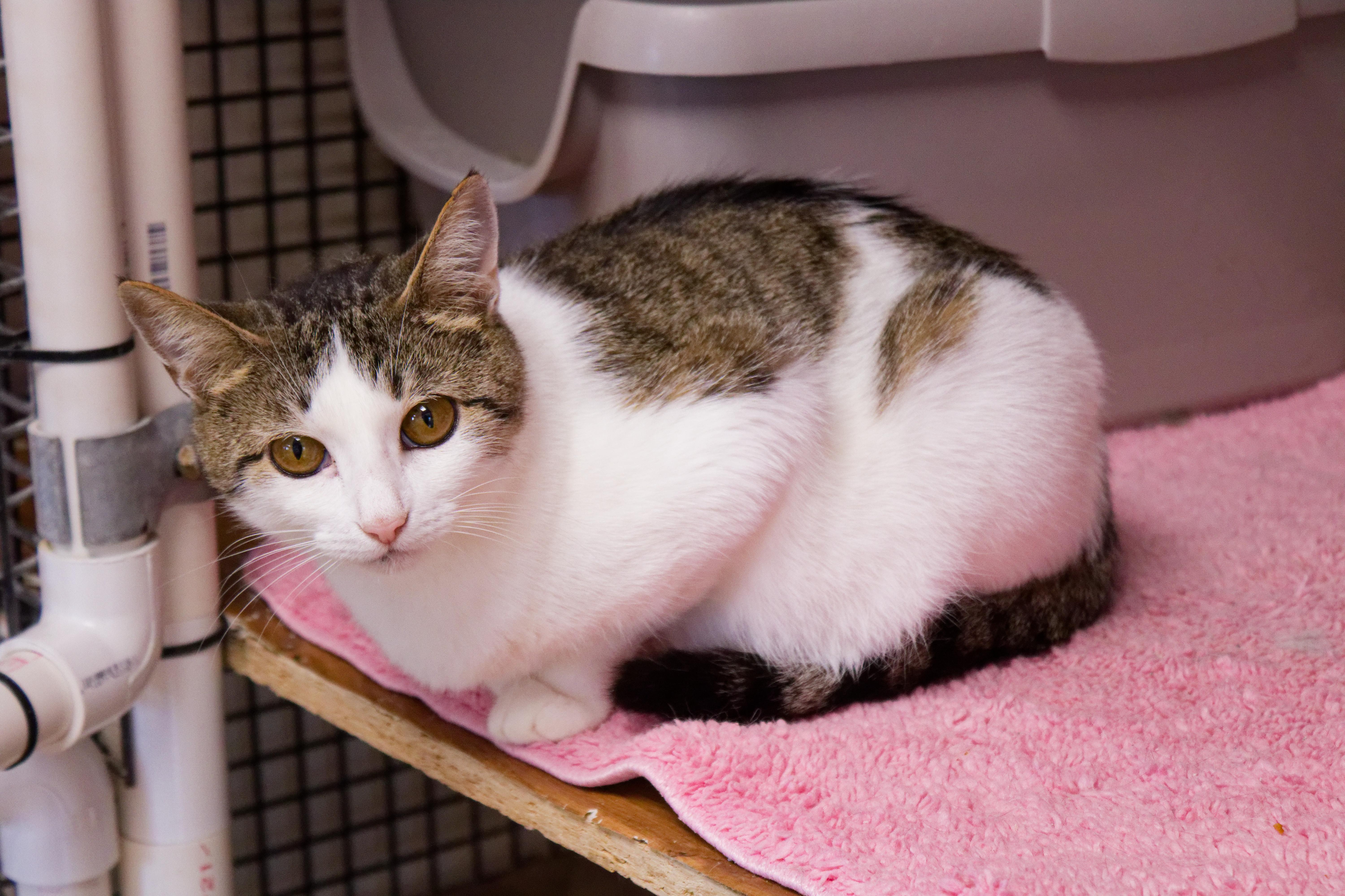 Enlarge Layla, an adopted Domestic Short Hair in Urbana, OH image 6/6
