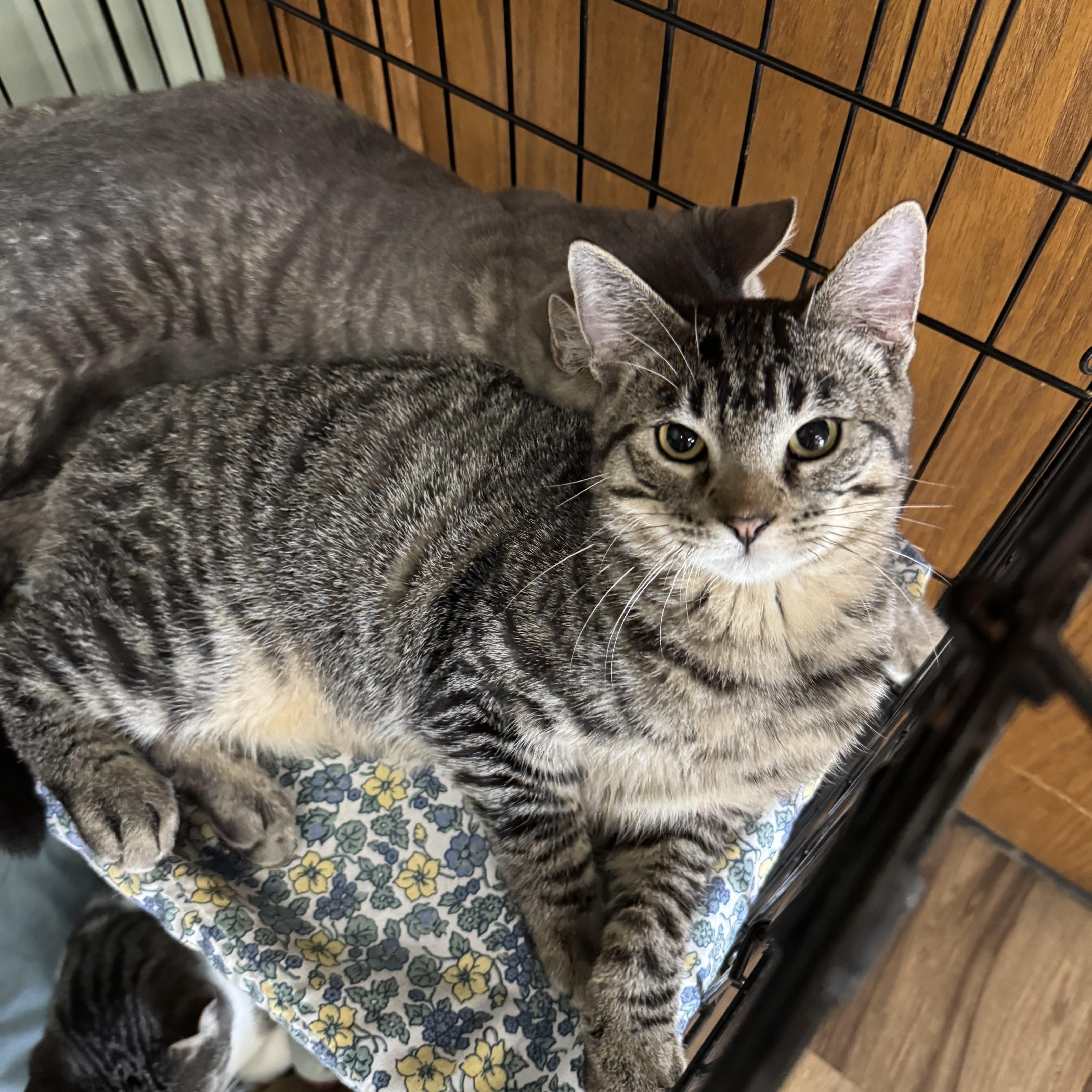 Snickers, a Adoptable mixed breed in Valley Center, KS image 2/4