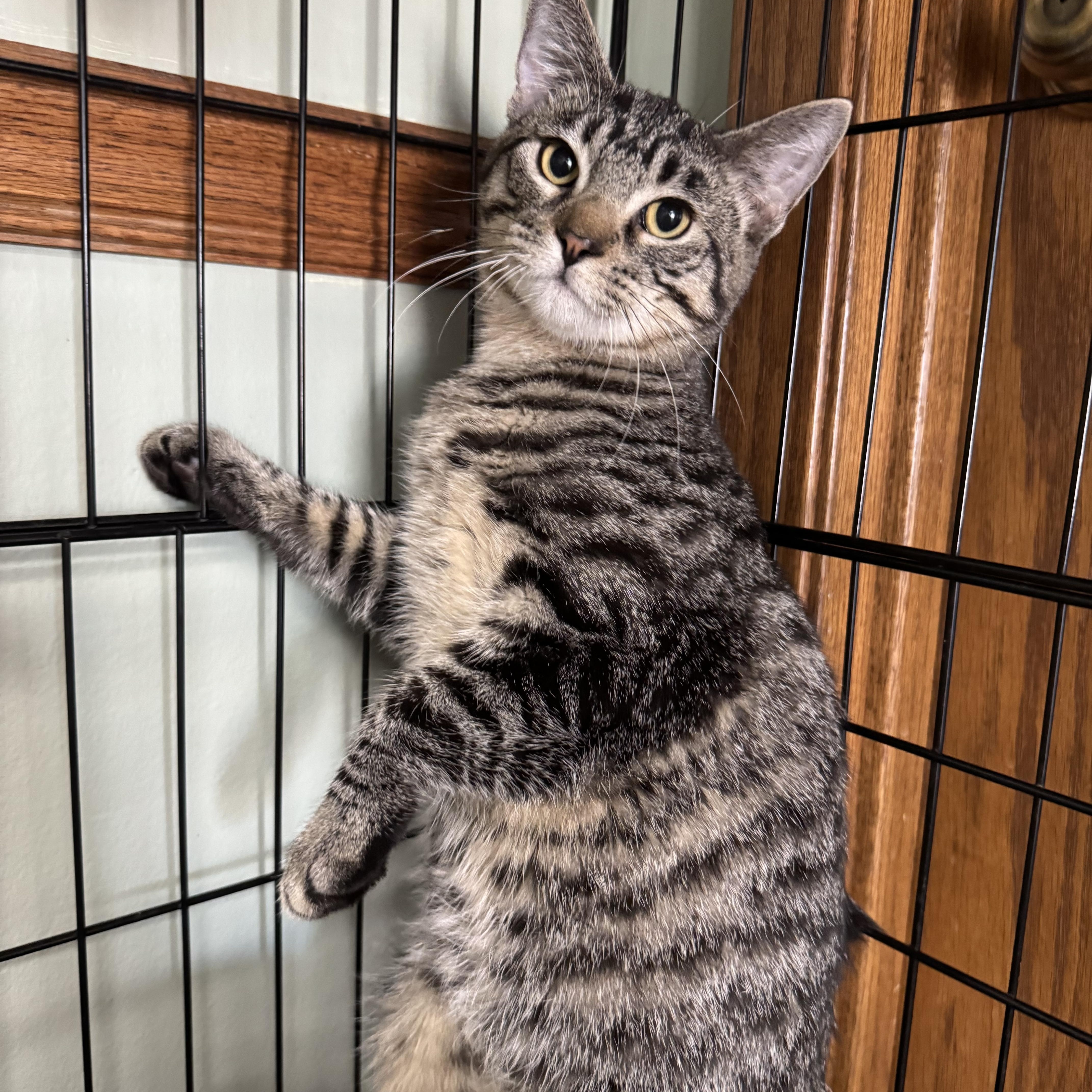 Snickers, a Adoptable mixed breed in Valley Center, KS image 3/4