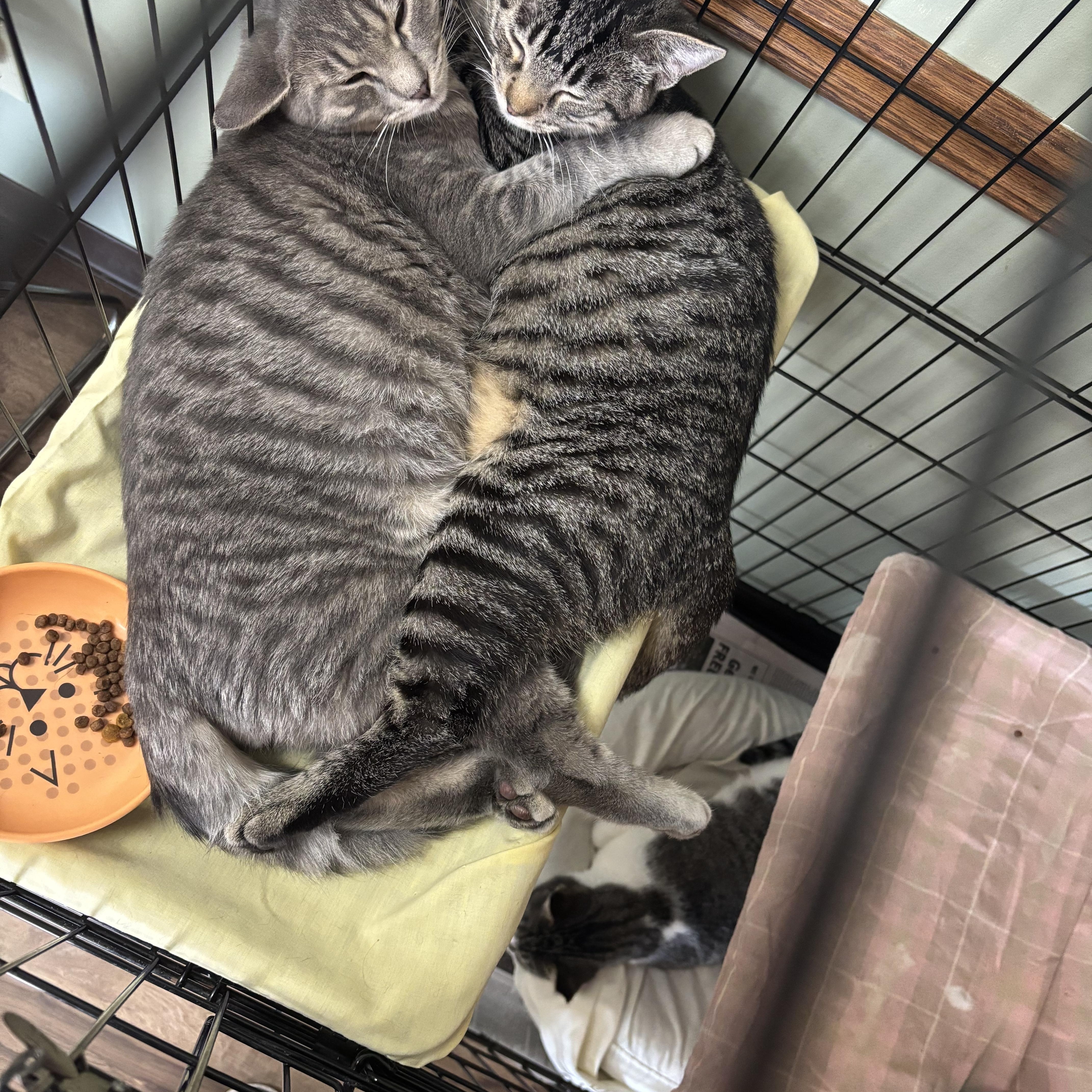 Snickers, a Adoptable mixed breed in Valley Center, KS image 4/4