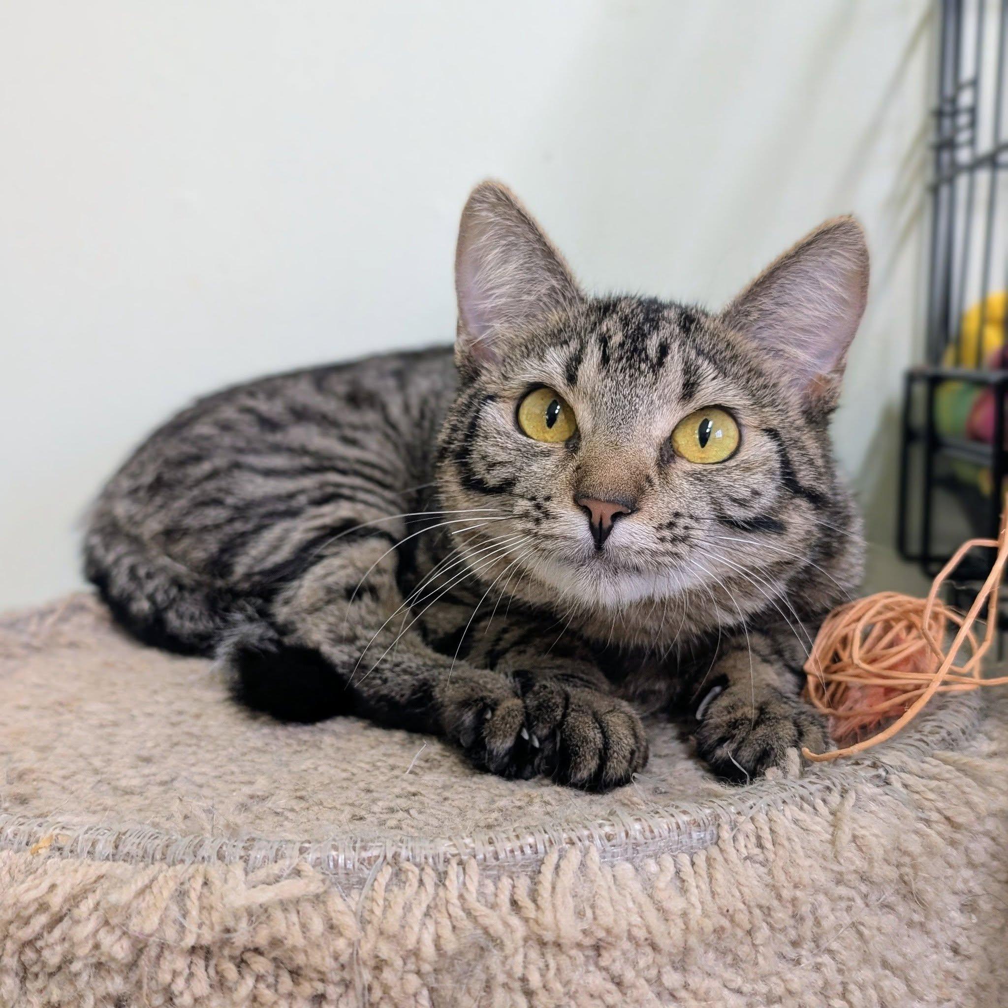 Gizmo, ADOPTABLE, Young Female Domestic Short Hair.