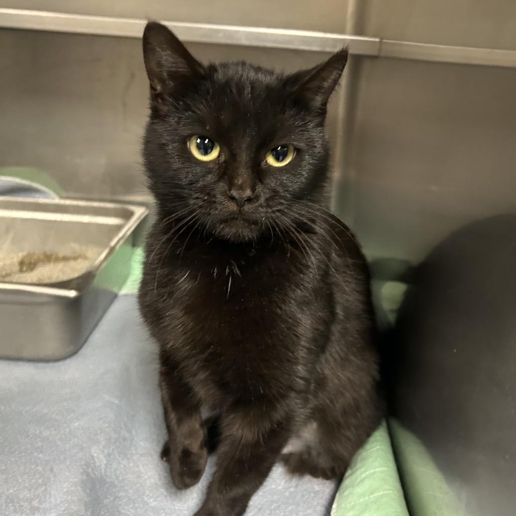 Enlarge Kate, a Adoptable Domestic Short Hair in St. Peters, MO image 1/1