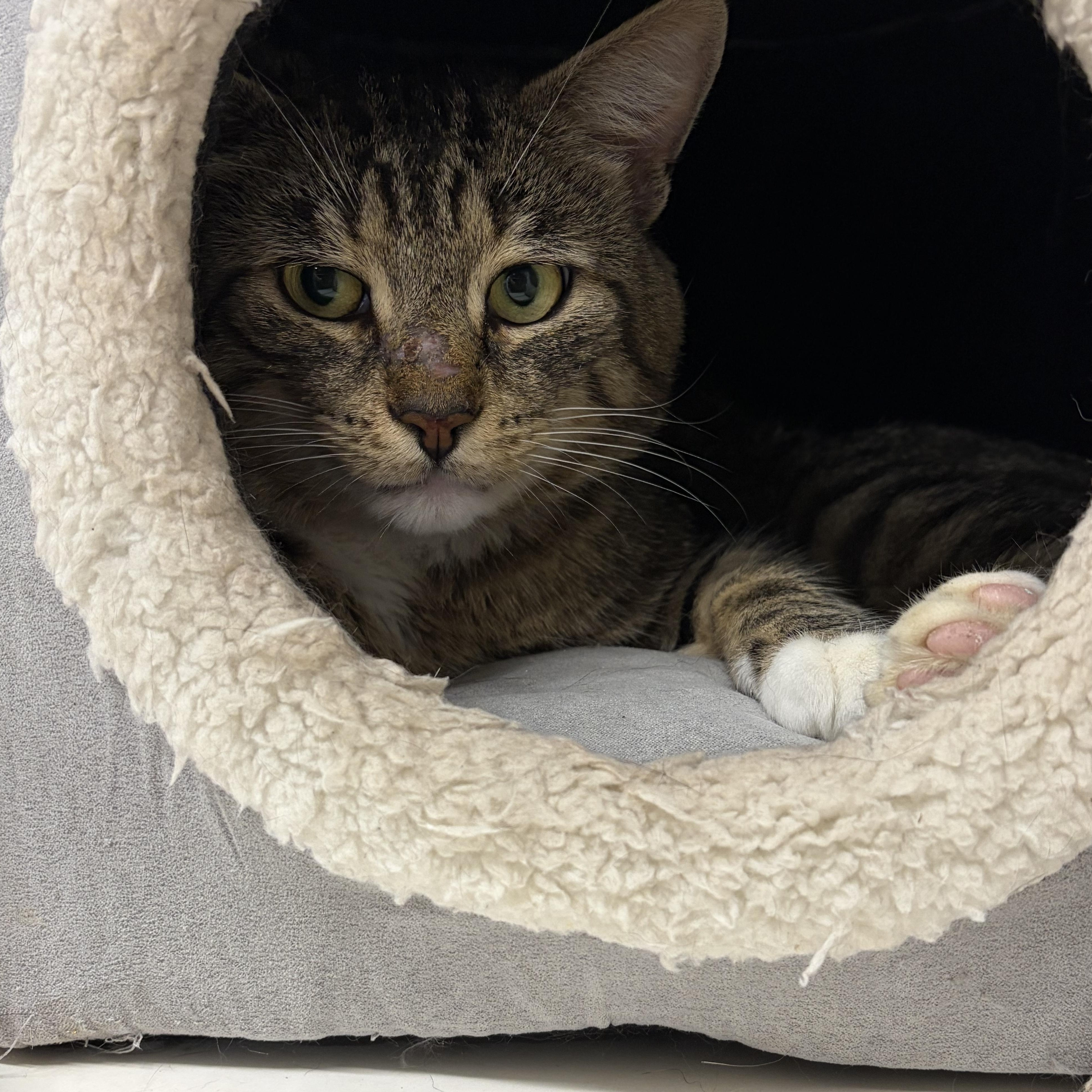 Enlarge Woody, a ADOPTABLE Domestic Short Hair in Mansfield, CT image 1/2