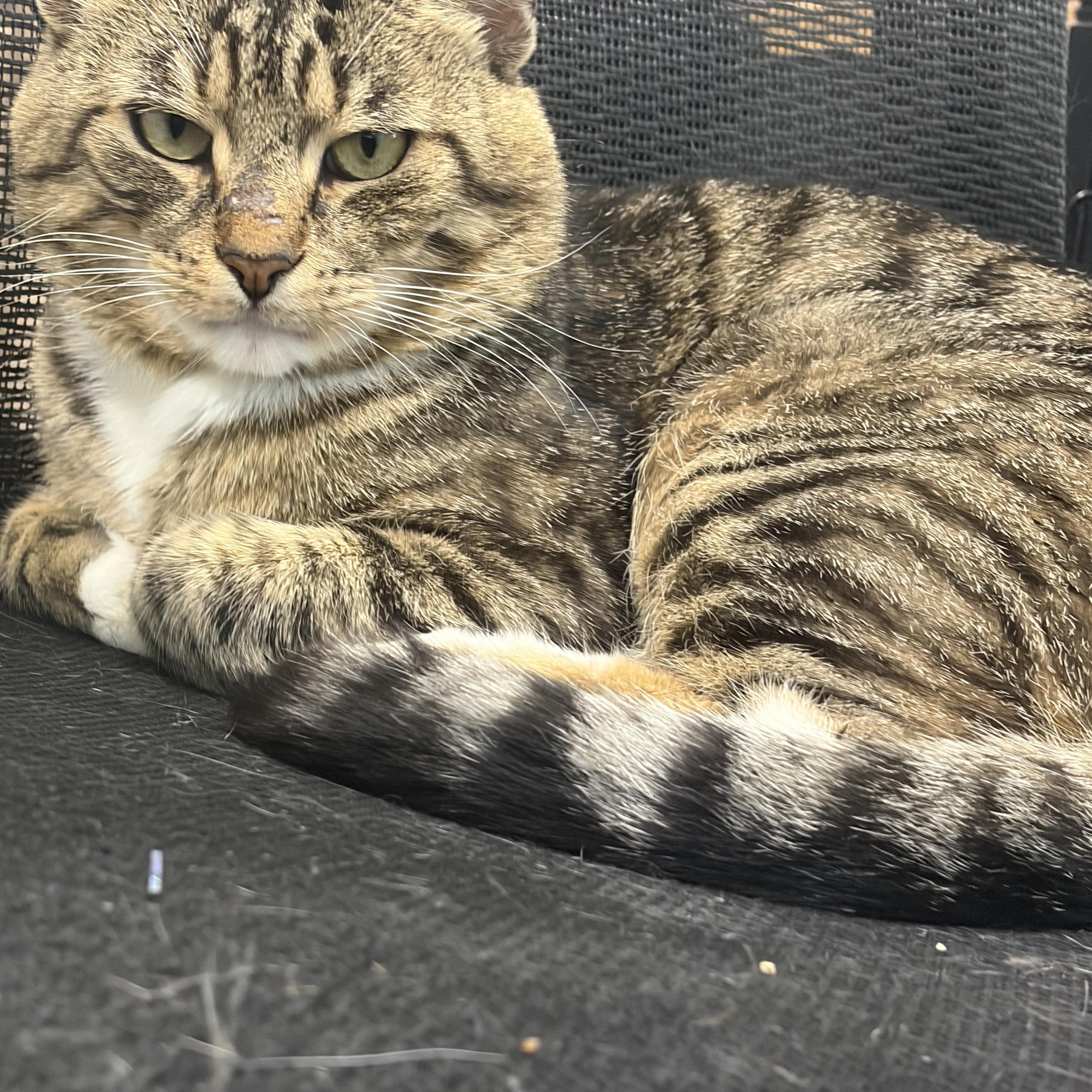 Enlarge Woody, an adopted Domestic Short Hair in Mansfield, CT image 4/4