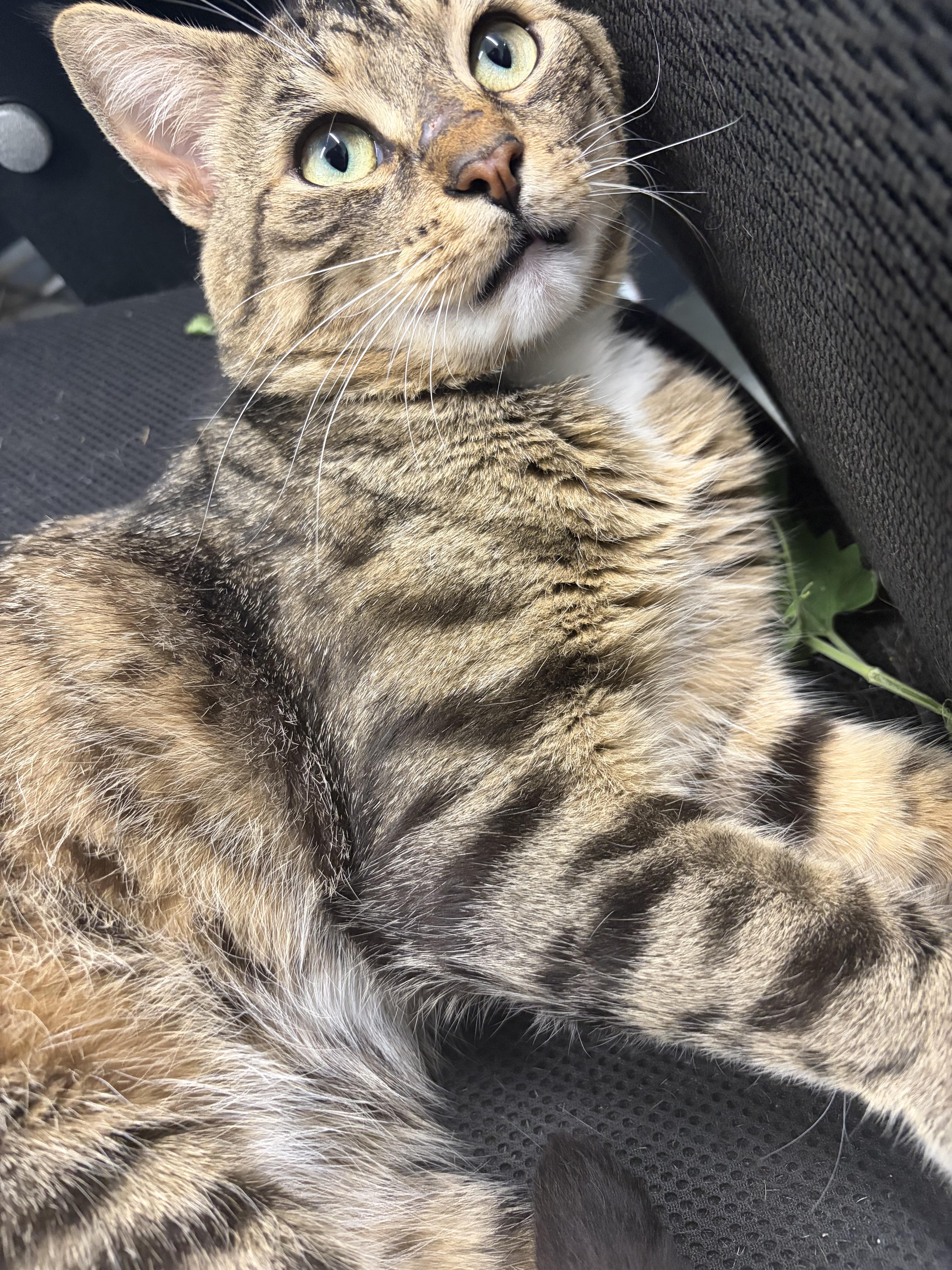 Enlarge Woody, an adopted Domestic Short Hair in Mansfield, CT image 2/4