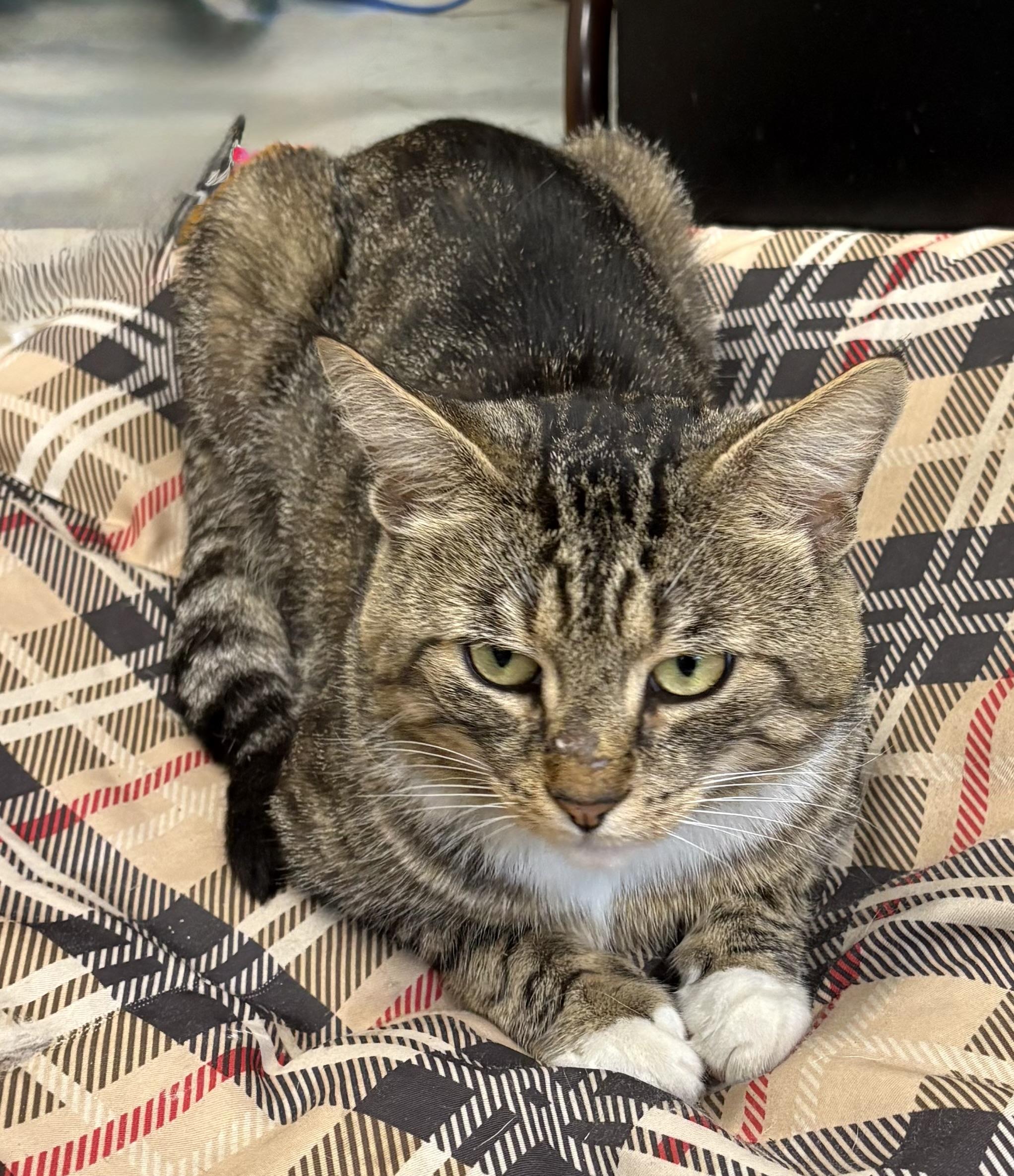 Enlarge Woody, a ADOPTABLE Domestic Short Hair in Mansfield, CT image 2/2