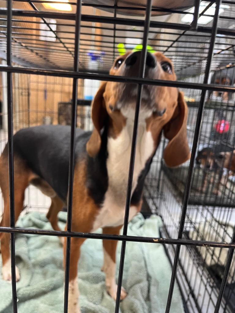 Booster Gold, Adoptable, Adult Male Terrier.