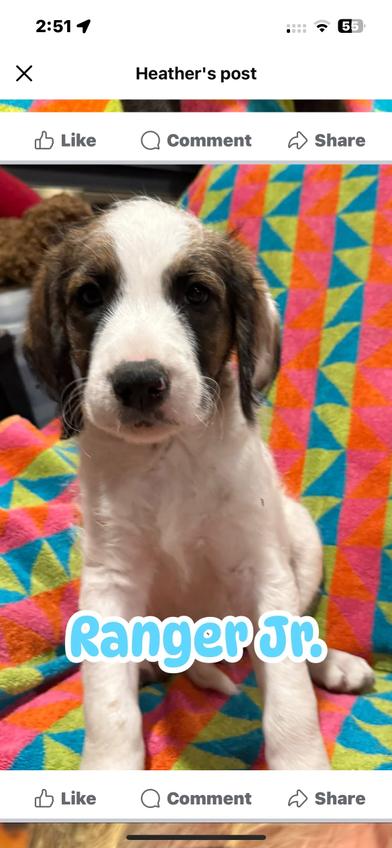 Ranger, an adoptable Labradoodle, Poodle in Liverpool, TX, 77577 | Photo Image 1