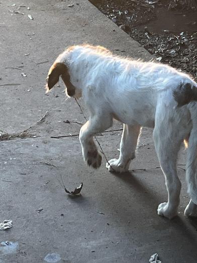 Ranger, an adoptable Labradoodle, Poodle in Liverpool, TX, 77577 | Photo Image 6
