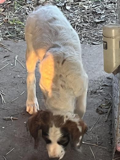 Ranger, an adoptable Labradoodle, Poodle in Liverpool, TX, 77577 | Photo Image 4