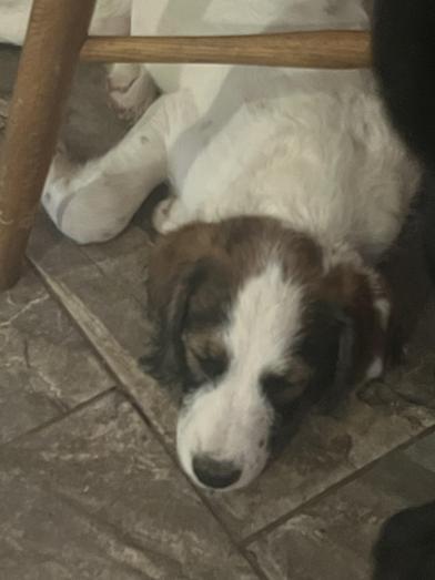 Ranger, an adoptable Labradoodle, Poodle in Liverpool, TX, 77577 | Photo Image 3