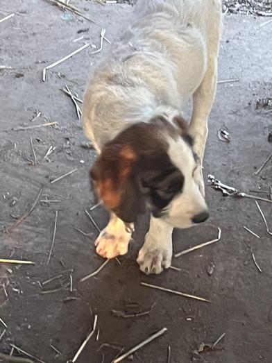 Ranger, an adoptable Labradoodle, Poodle in Liverpool, TX, 77577 | Photo Image 5