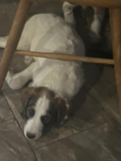 Ranger, an adoptable Labradoodle, Poodle in Liverpool, TX, 77577 | Photo Image 2