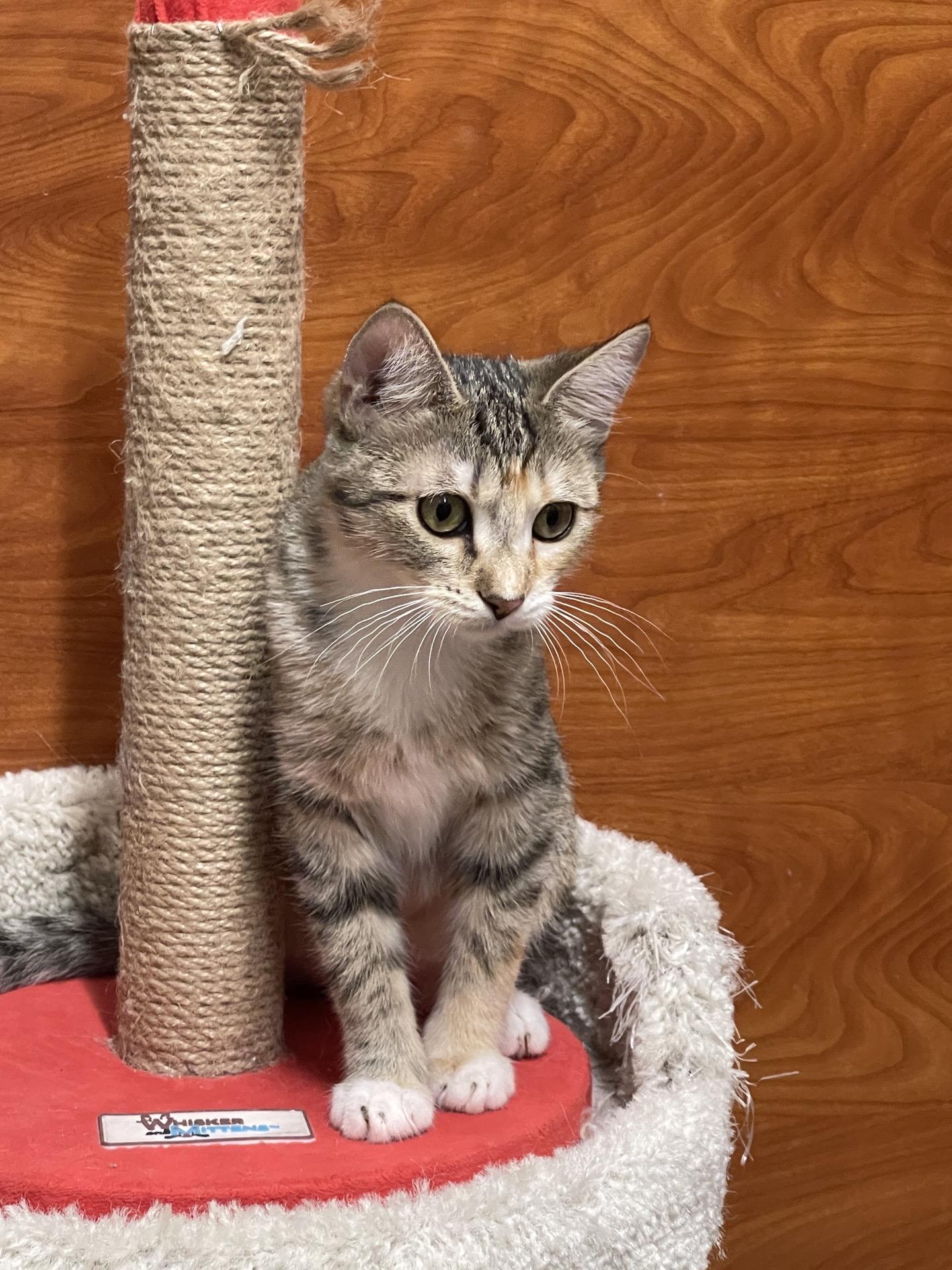 Enlarge Lyndi, a Adoptable Domestic Short Hair in Covina , CA image 3/4