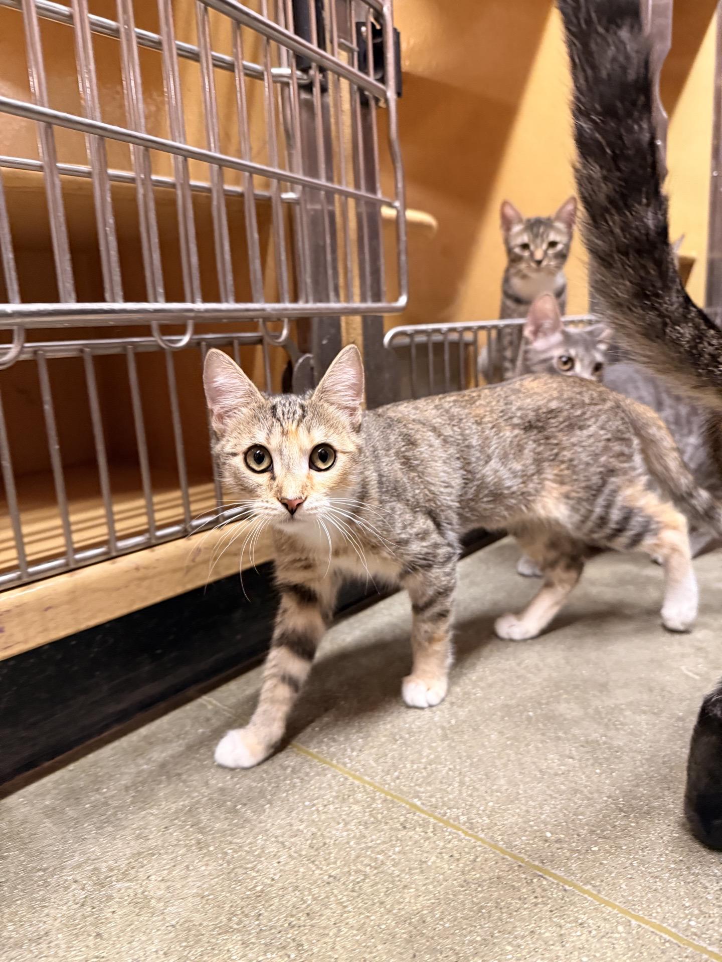 Enlarge Lyndi, a Adoptable Domestic Short Hair in Covina , CA image 4/4