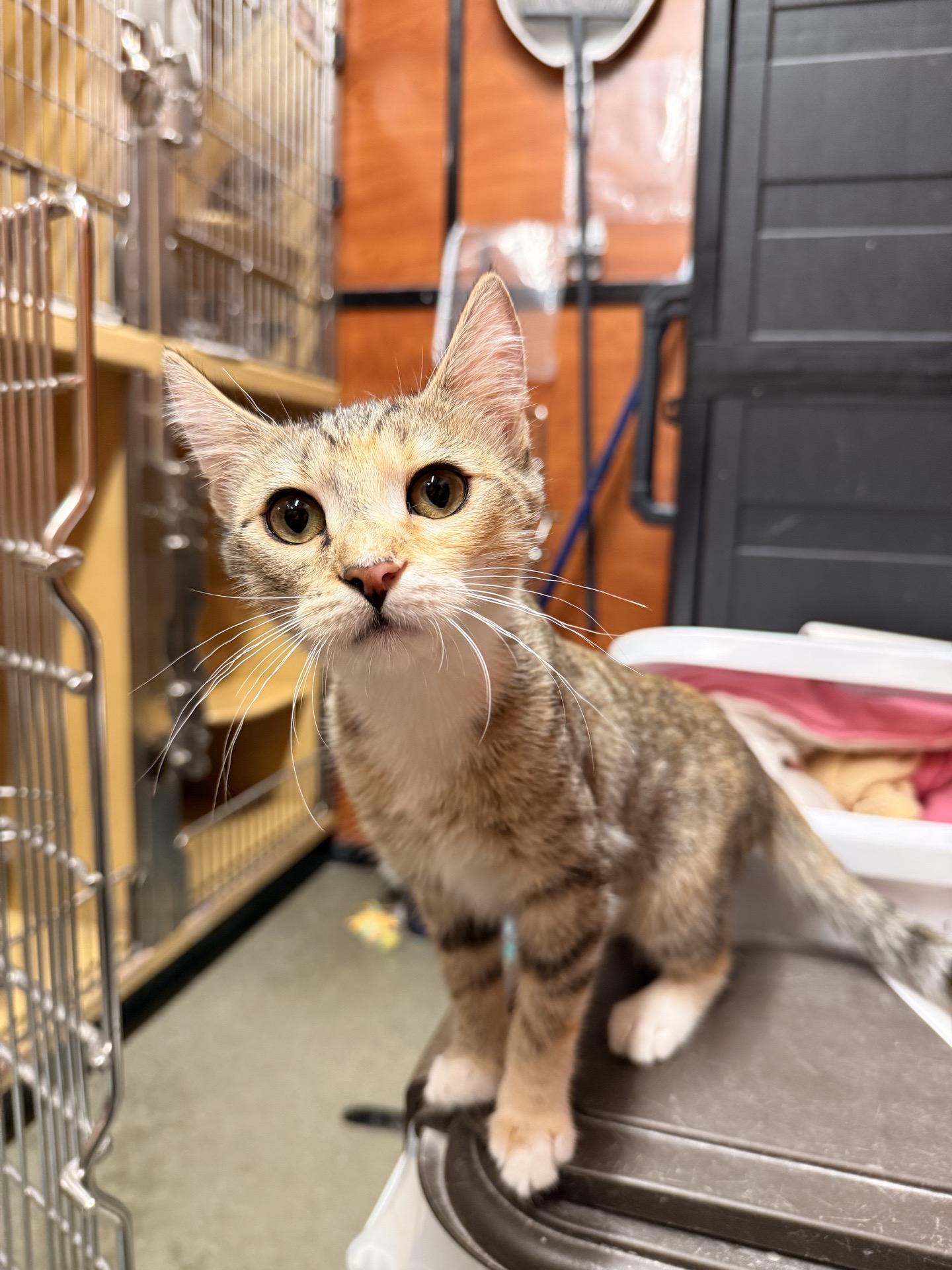 Lyndi, Adoptable, Young Female Domestic Short Hair.