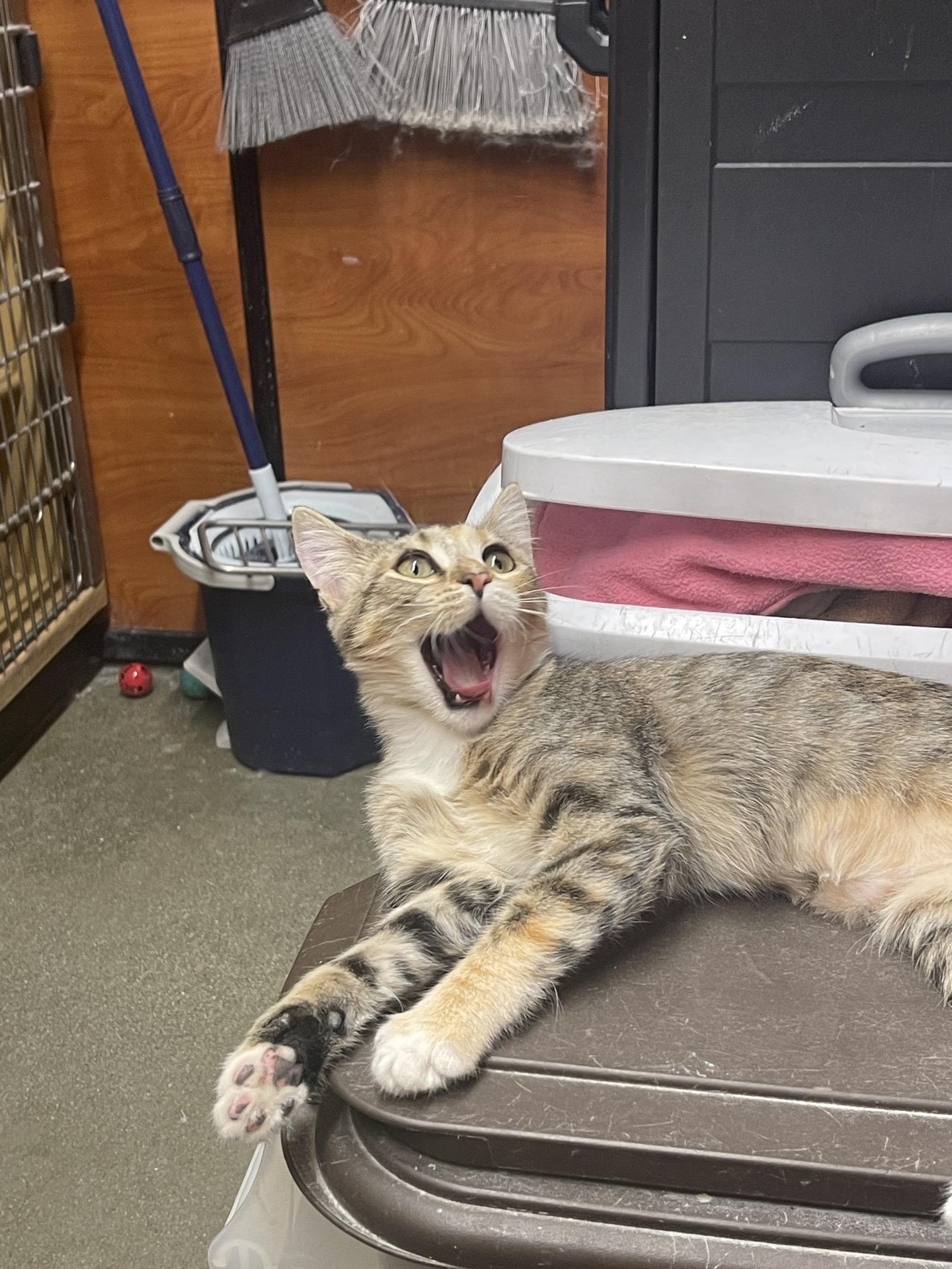 Enlarge Lyndi, a Adoptable Domestic Short Hair in Covina , CA image 2/4