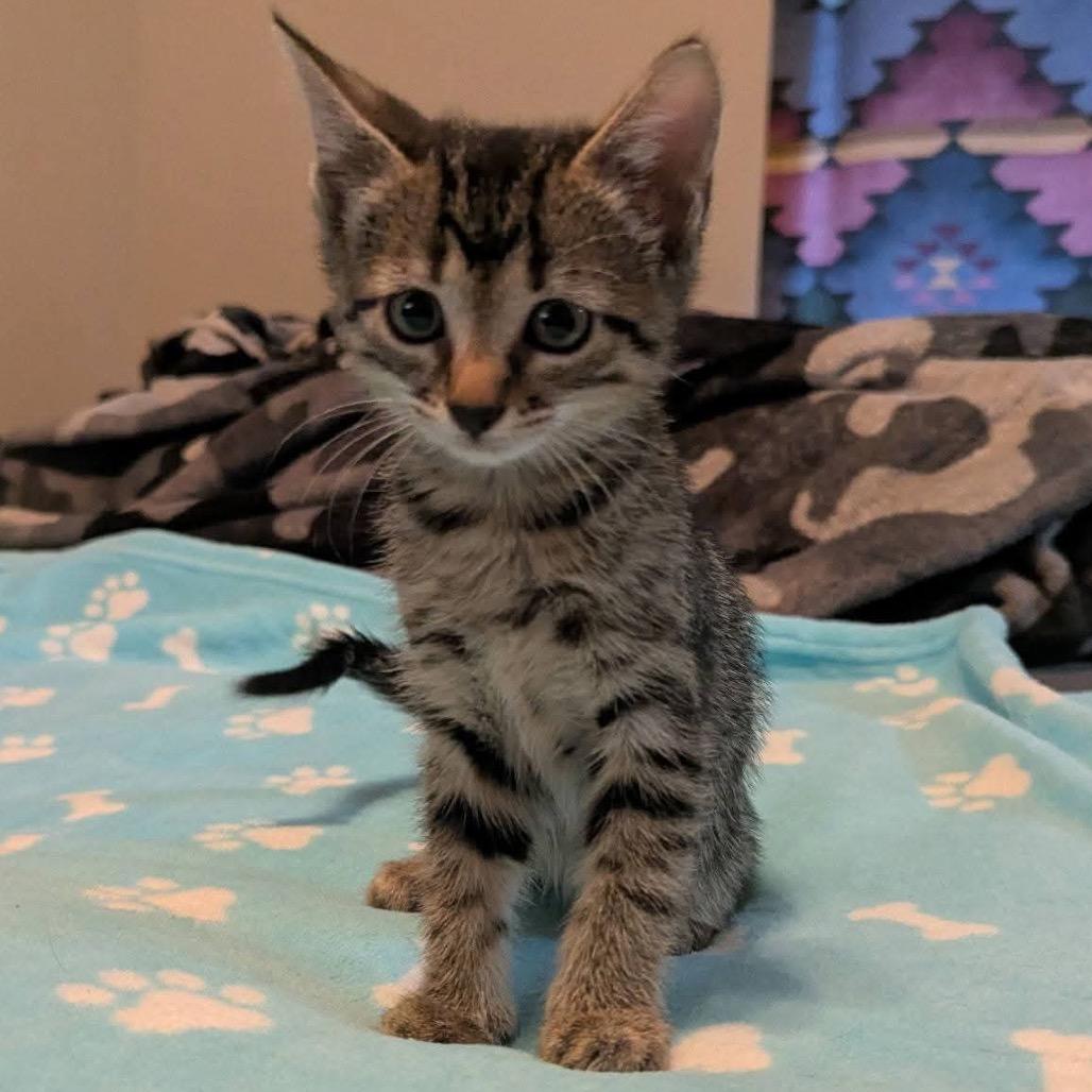 Enlarge Piranha, a Adoptable Domestic Short Hair in Portland, TX image 1/1