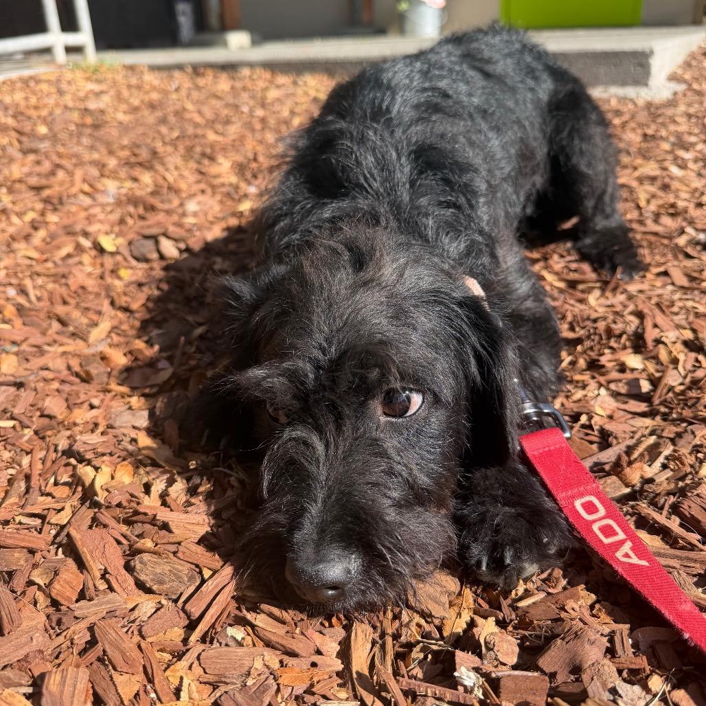Enlarge GRETEL, a Adoptable mixed breed in Point Richmond, CA image 1/6