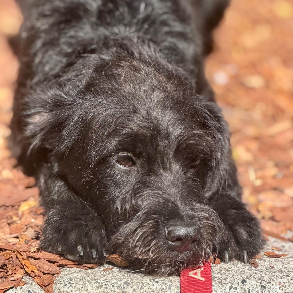 Enlarge GRETEL, a Adoptable mixed breed in Point Richmond, CA image 2/6